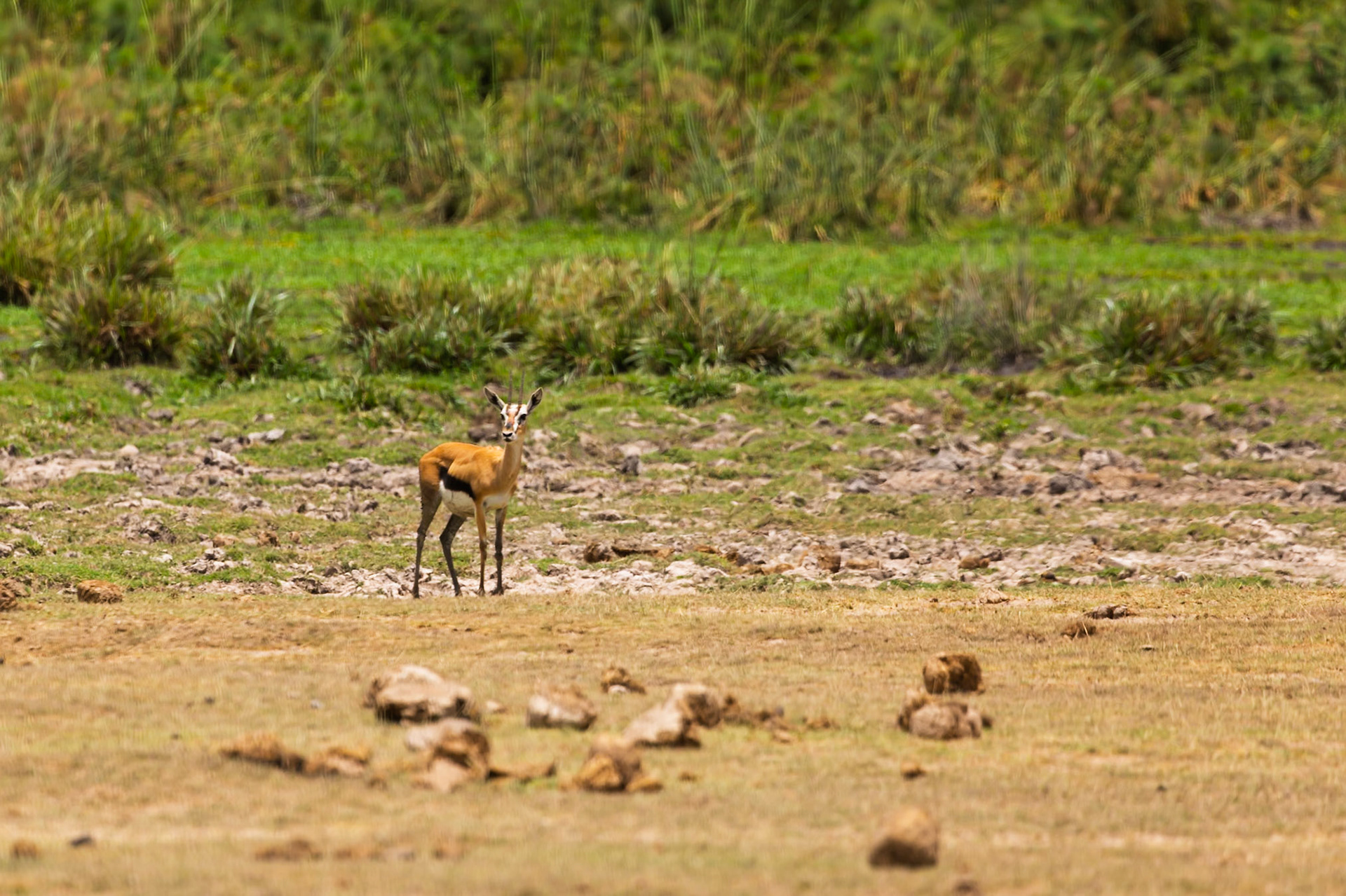 A Thomson's gazelle stands alert in Amboseli National Park, Kenya, showcasing its natural habitat and wildlife.
