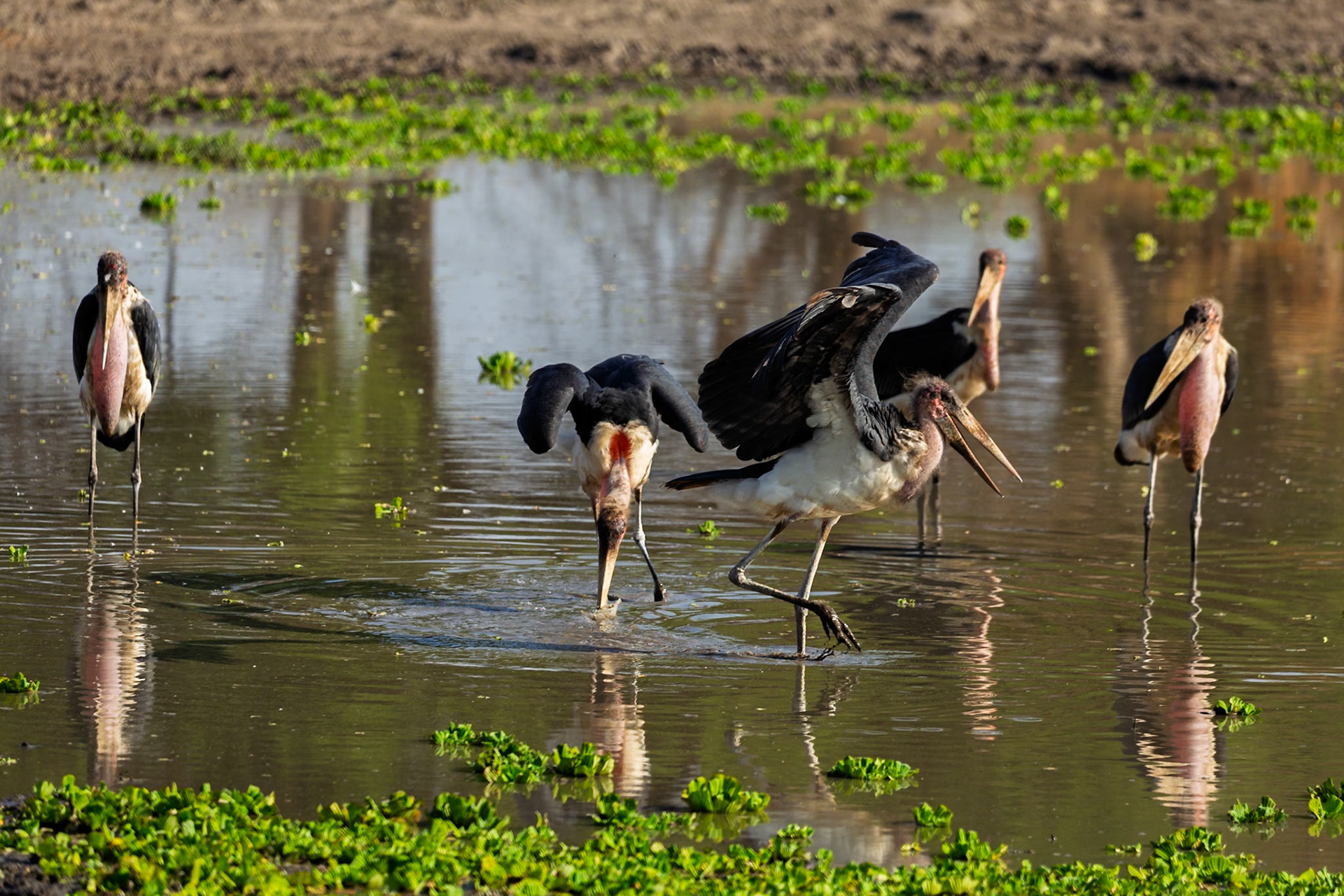 Marabou Storks wade in Tarangire National Park, Tanzania. They are likely foraging for food in the shallow water.