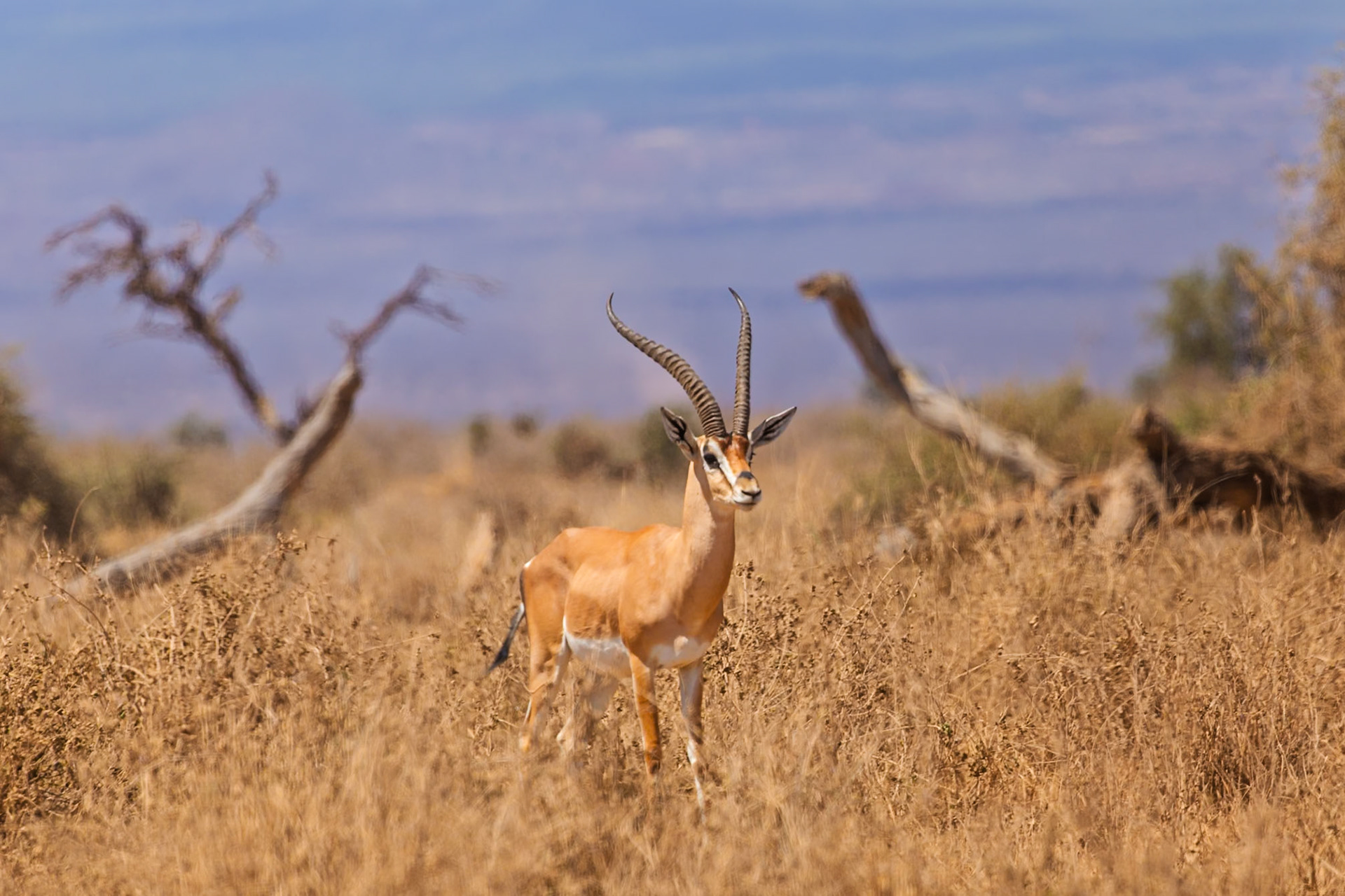 A Grant's gazelle stands alert in Amboseli National Park, Kenya. It's likely searching for predators or other members of its herd.