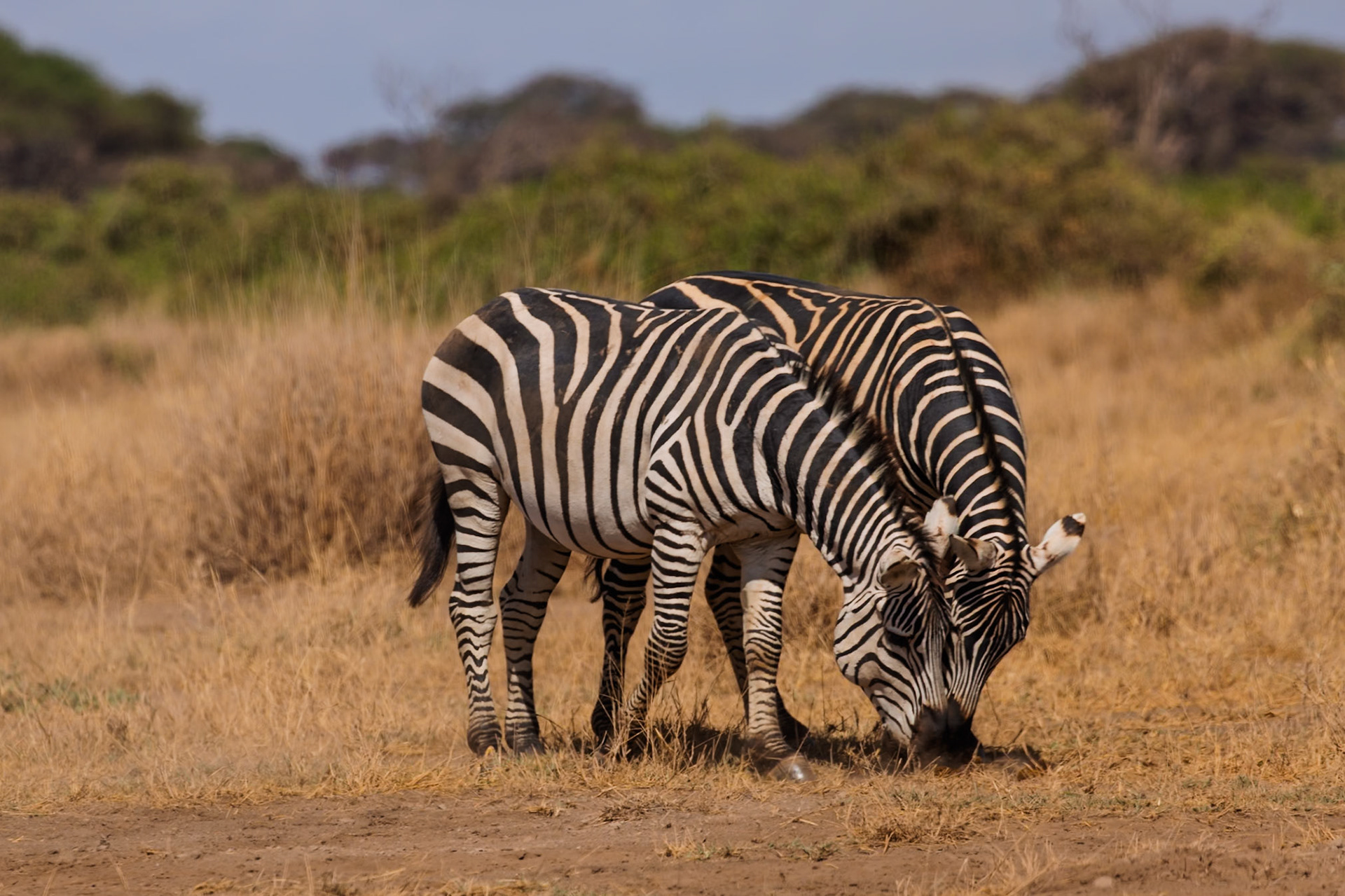 Two zebras graze in Amboseli National Park, Kenya. They are eating the dry grass.