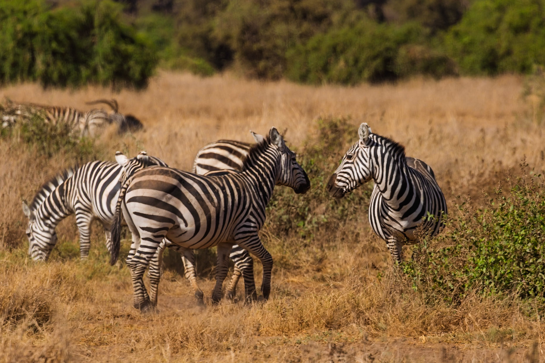 Zebras graze in Amboseli National Park, Kenya. Some are eating, while others are walking around.