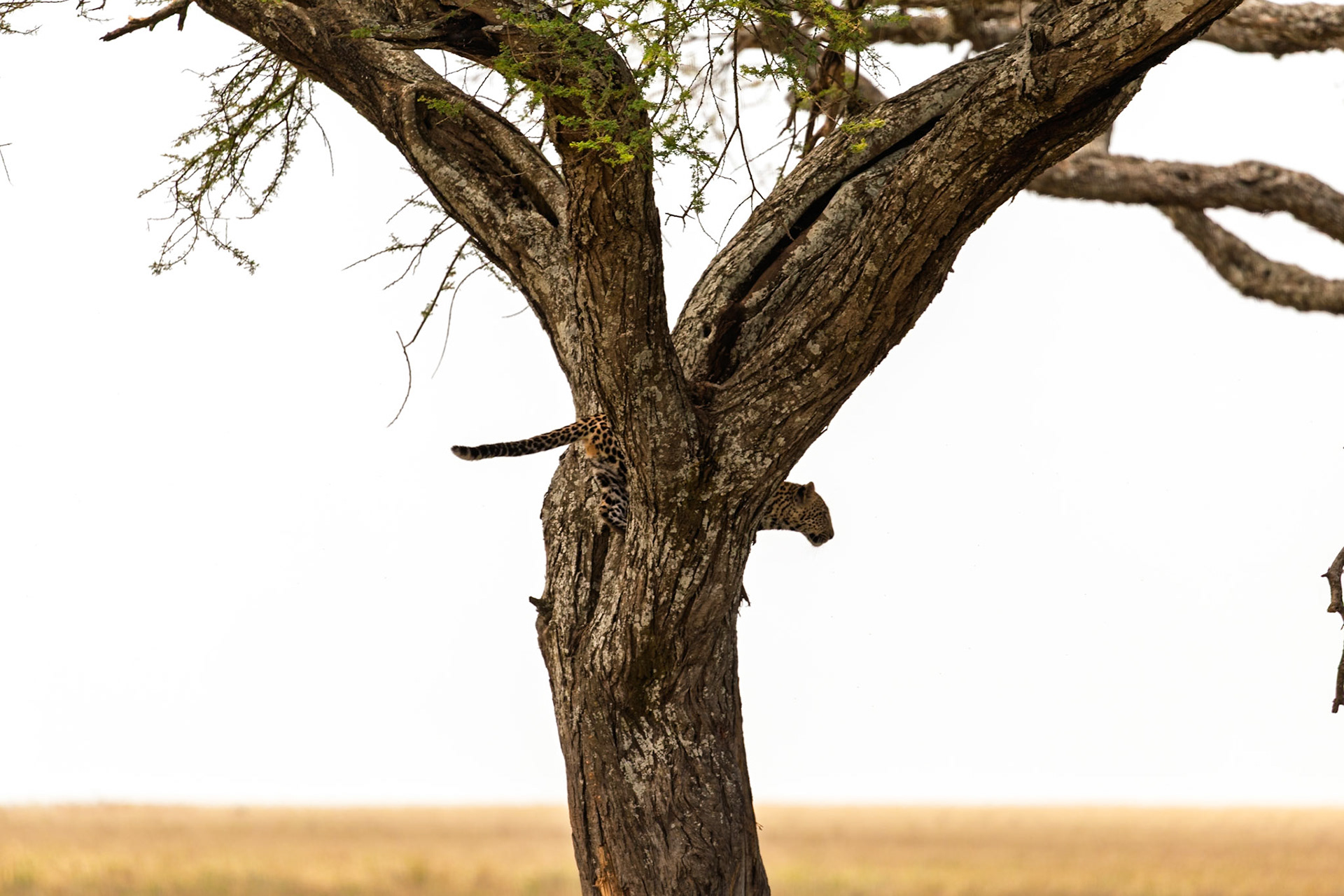 A leopard peeks from behind a tree in Serengeti National Park, Tanzania. Leopards use trees for safety, to survey their territory, and to rest.