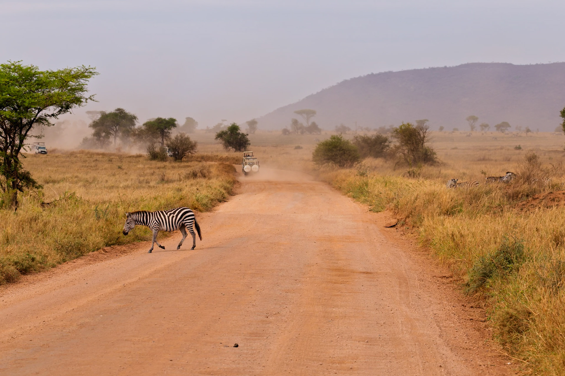 A zebra crosses a dirt road in Tanzania's Serengeti National Park as safari vehicles drive by, kicking up dust.