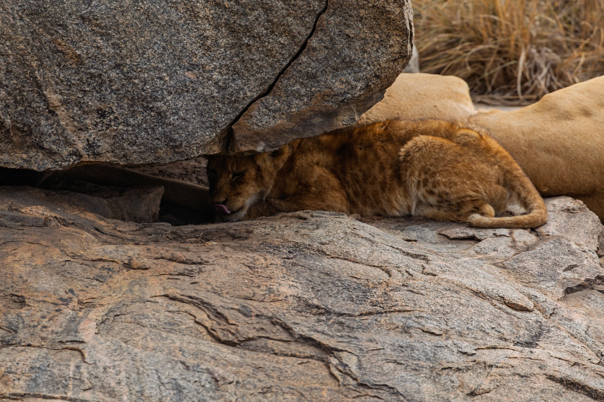A lion cub rests under a rock in Tanzania's Serengeti National Park, seeking shade and safety near its mother.