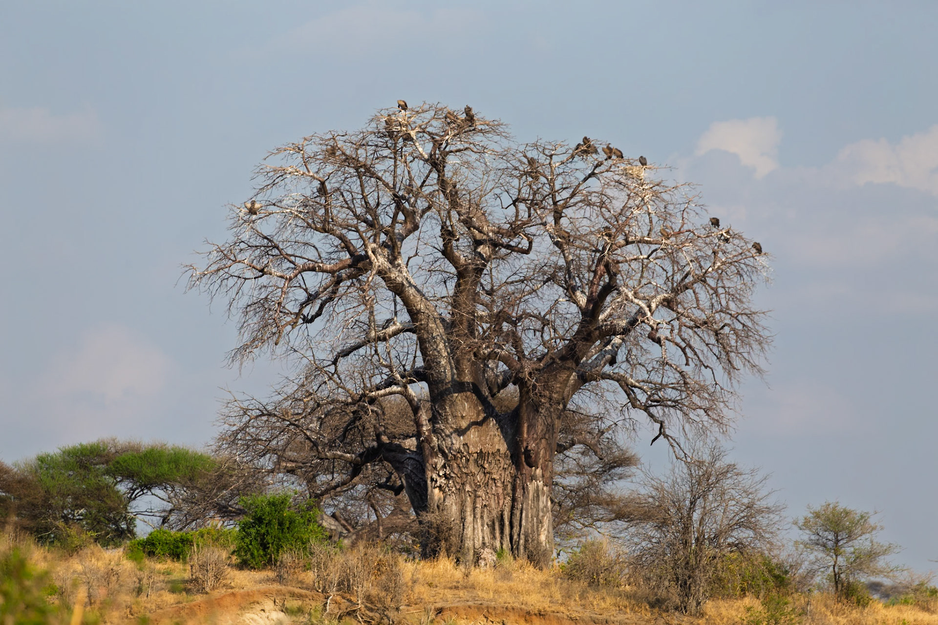 Vultures perch atop a baobab tree in Tanzania's Tarangire National Park, likely awaiting a carrion meal.