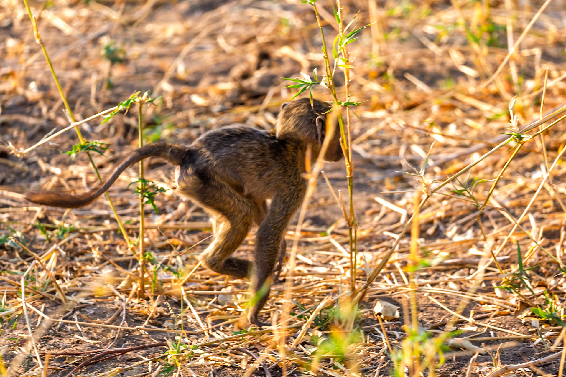 A baby baboon scurries through the brush in Tarangire National Park, Tanzania, likely trying to catch up with its family.