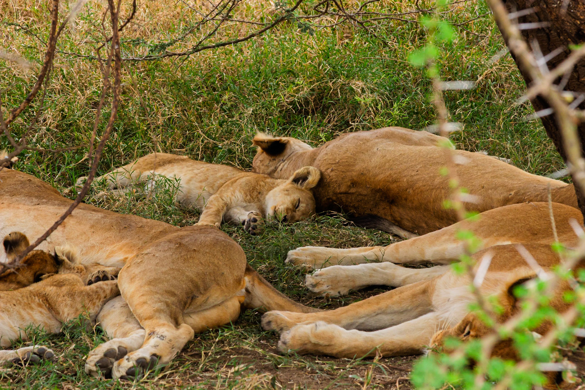 A pride of lions, including cubs, rests in the shade in Serengeti National Park, Tanzania, seeking respite from the African sun.