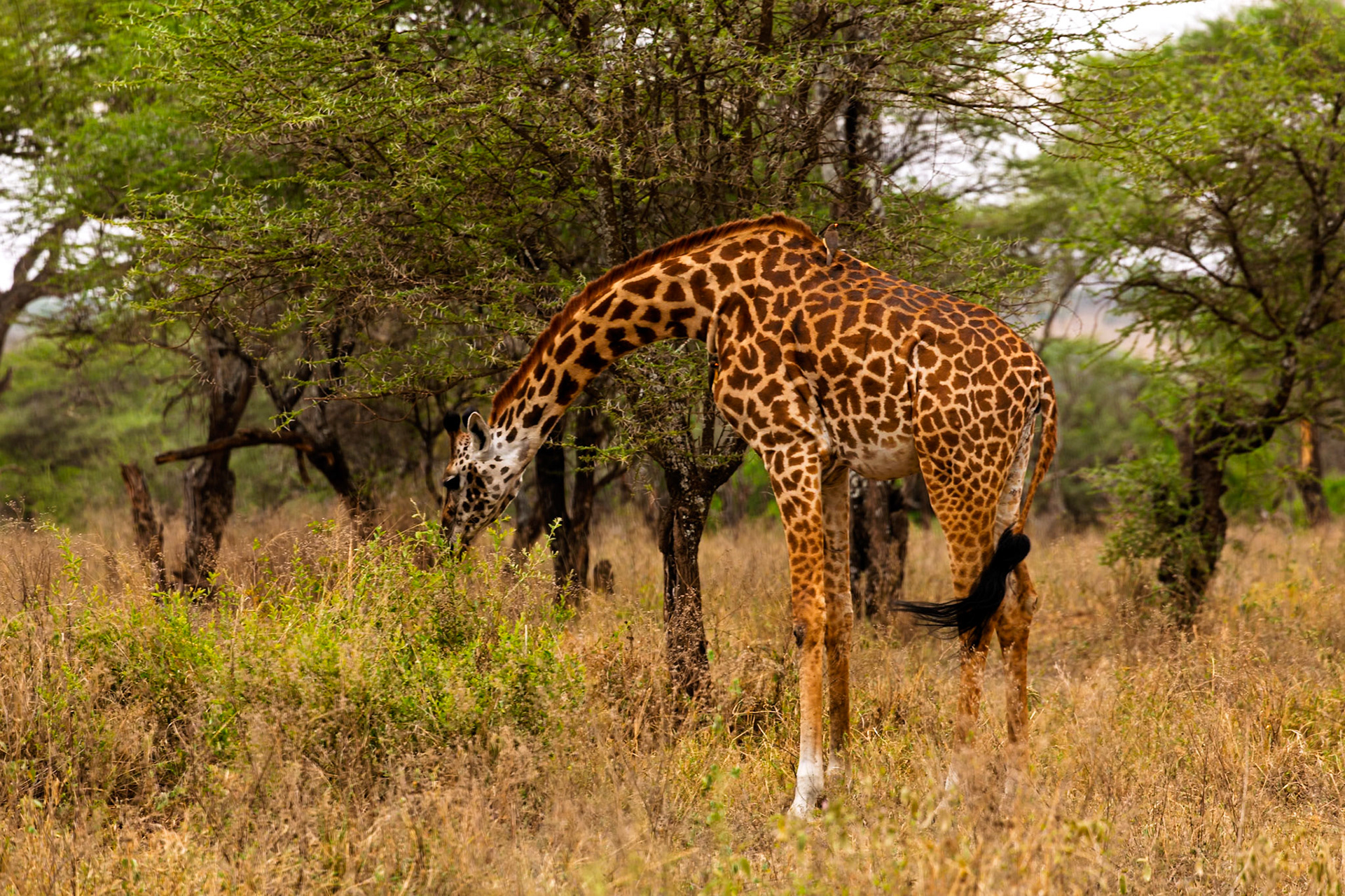 A giraffe grazes in Serengeti National Park, Tanzania. It lowers its head to eat the vegetation.