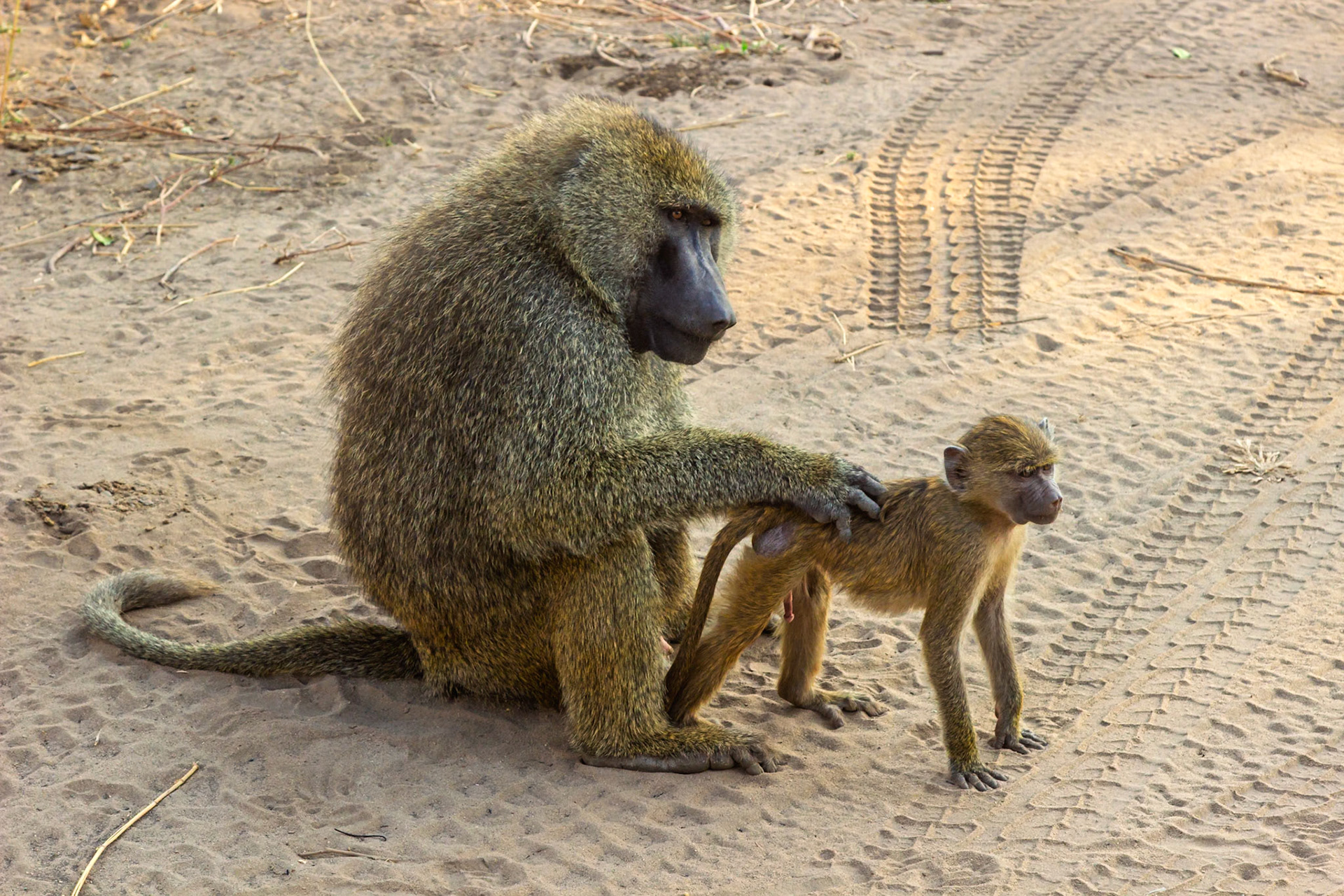A baboon grooms a younger baboon in Tarangire National Park, Tanzania. Grooming is important for social bonding and hygiene.