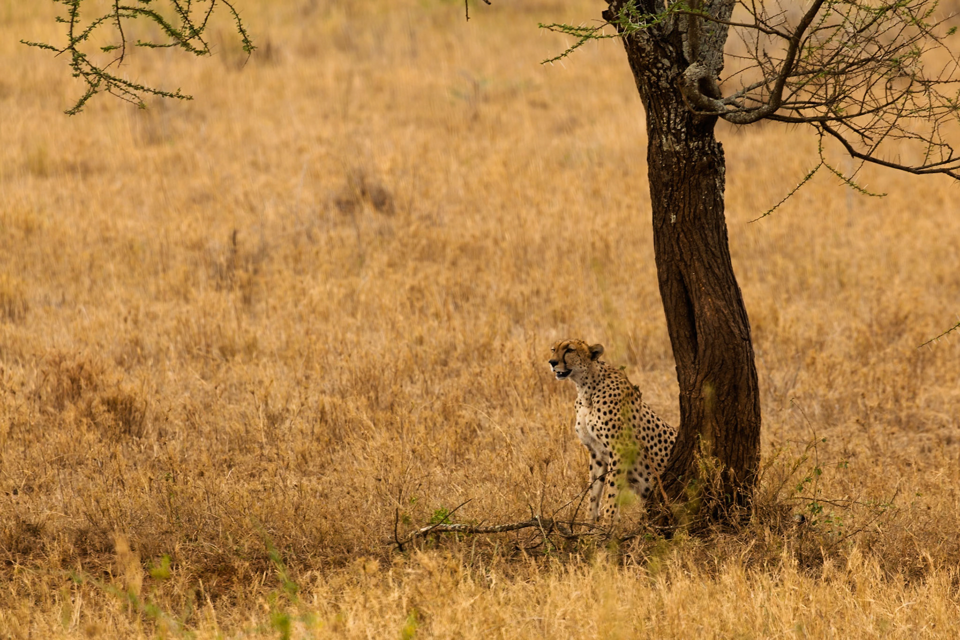 A cheetah rests by a tree in Serengeti National Park, Tanzania, scanning the savanna for prey.