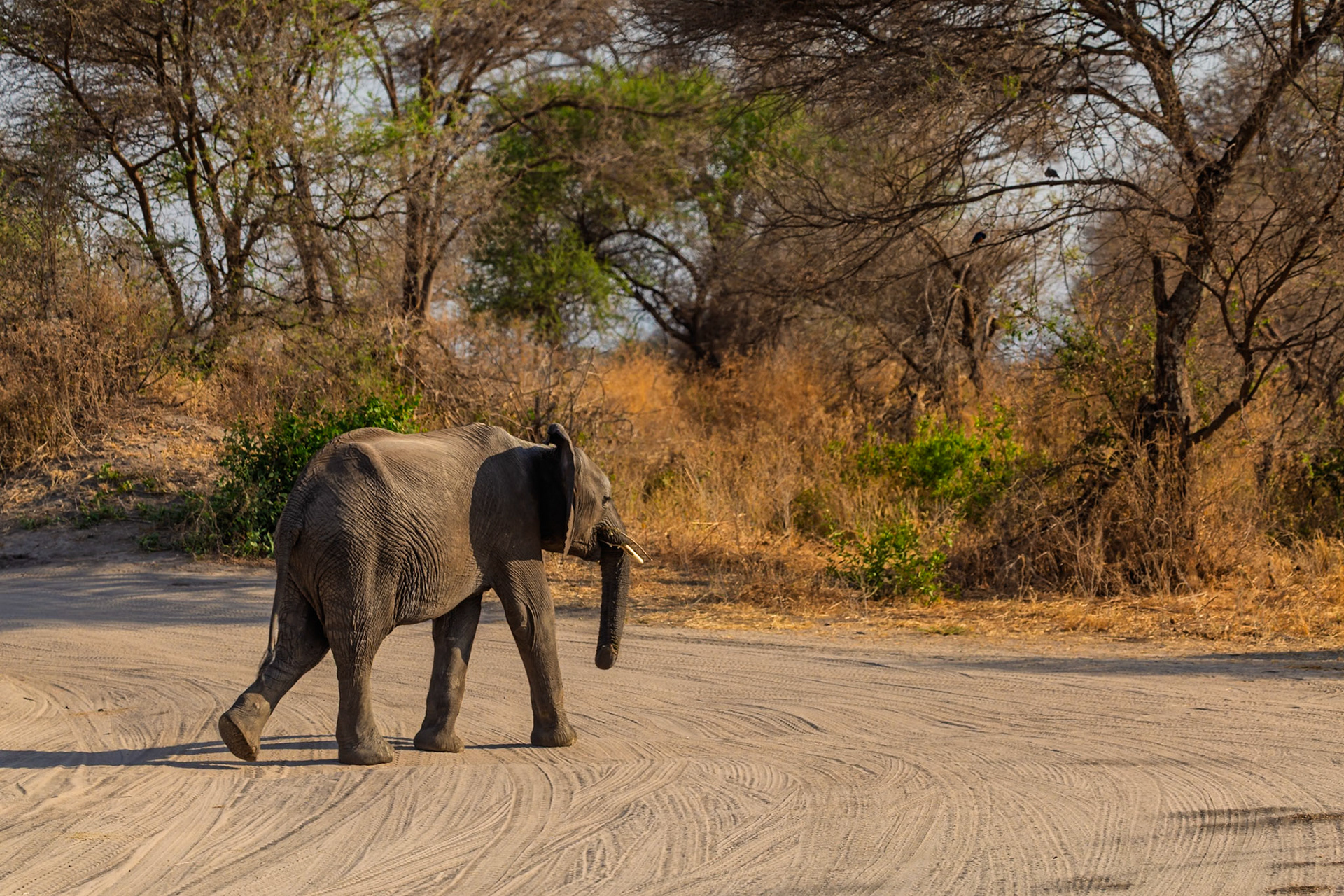 An elephant crosses a dirt road in Tarangire National Park, Tanzania, likely searching for food or water.