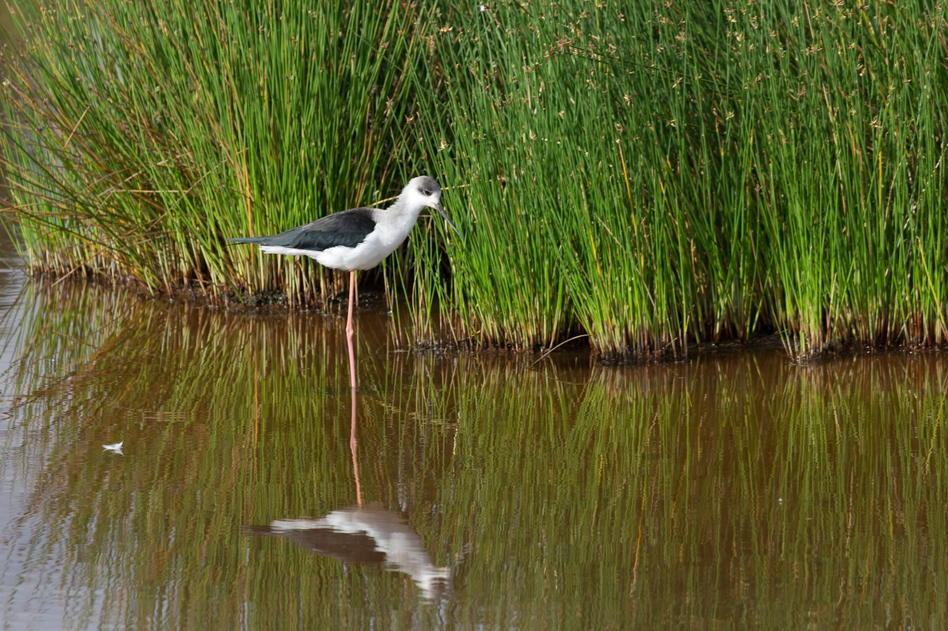 A Black-winged Stilt wades in the shallows of the Serengeti National Park, Tanzania, searching for food.
