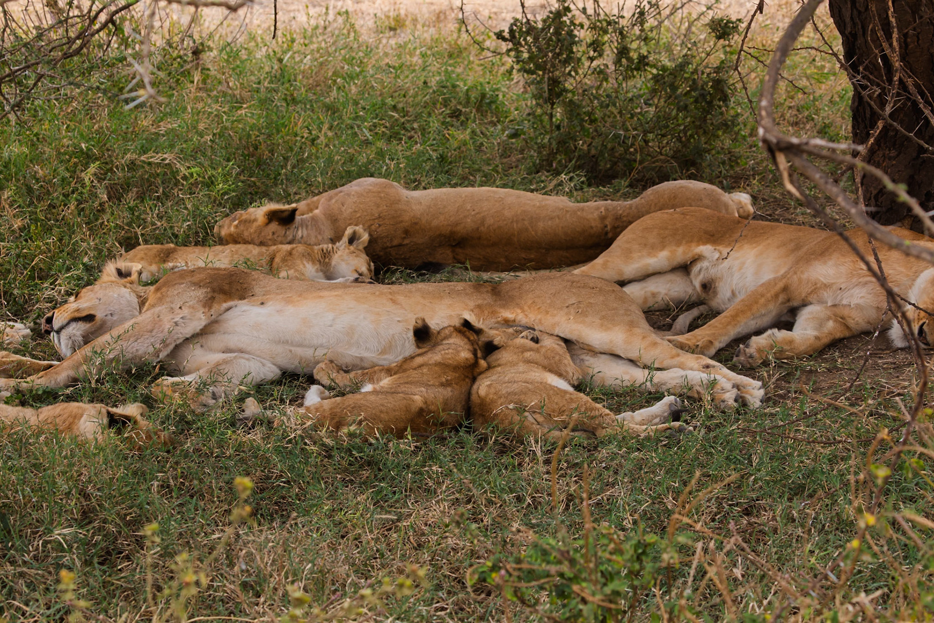 A pride of lions rests in the shade in Tanzania's Serengeti National Park, conserving energy during the heat of the day.