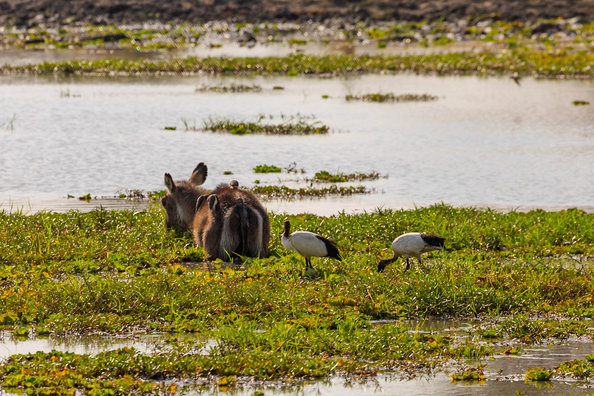 Waterbuck with oxpeckers on its back and two African Sacred Ibises foraging in a marshy area in Tarangire National Park, Tanzania.