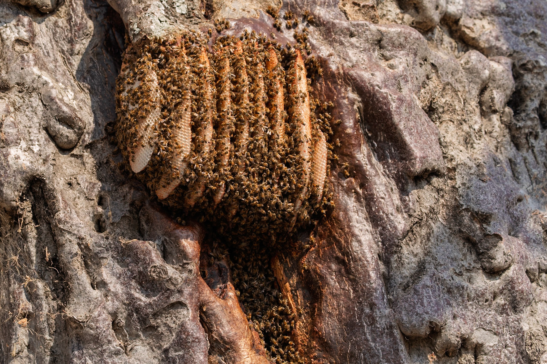 Thousands of bees diligently build a large honeycomb on a tree in Tarangire National Park, Tanzania, for their colony's survival.