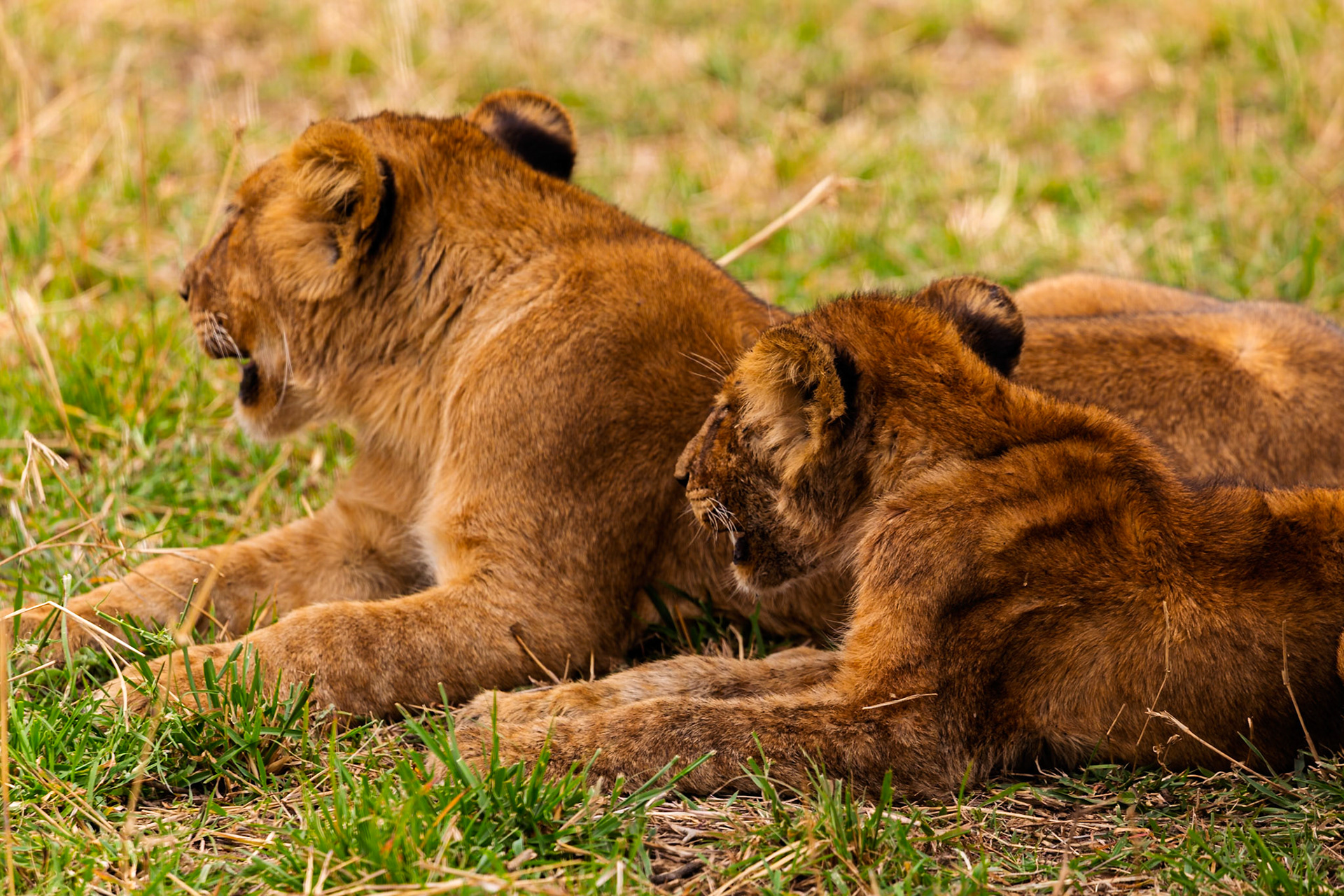 Two lion cubs rest in the Serengeti National Park, Tanzania. The cubs are lying in the grass, relaxing after playing.