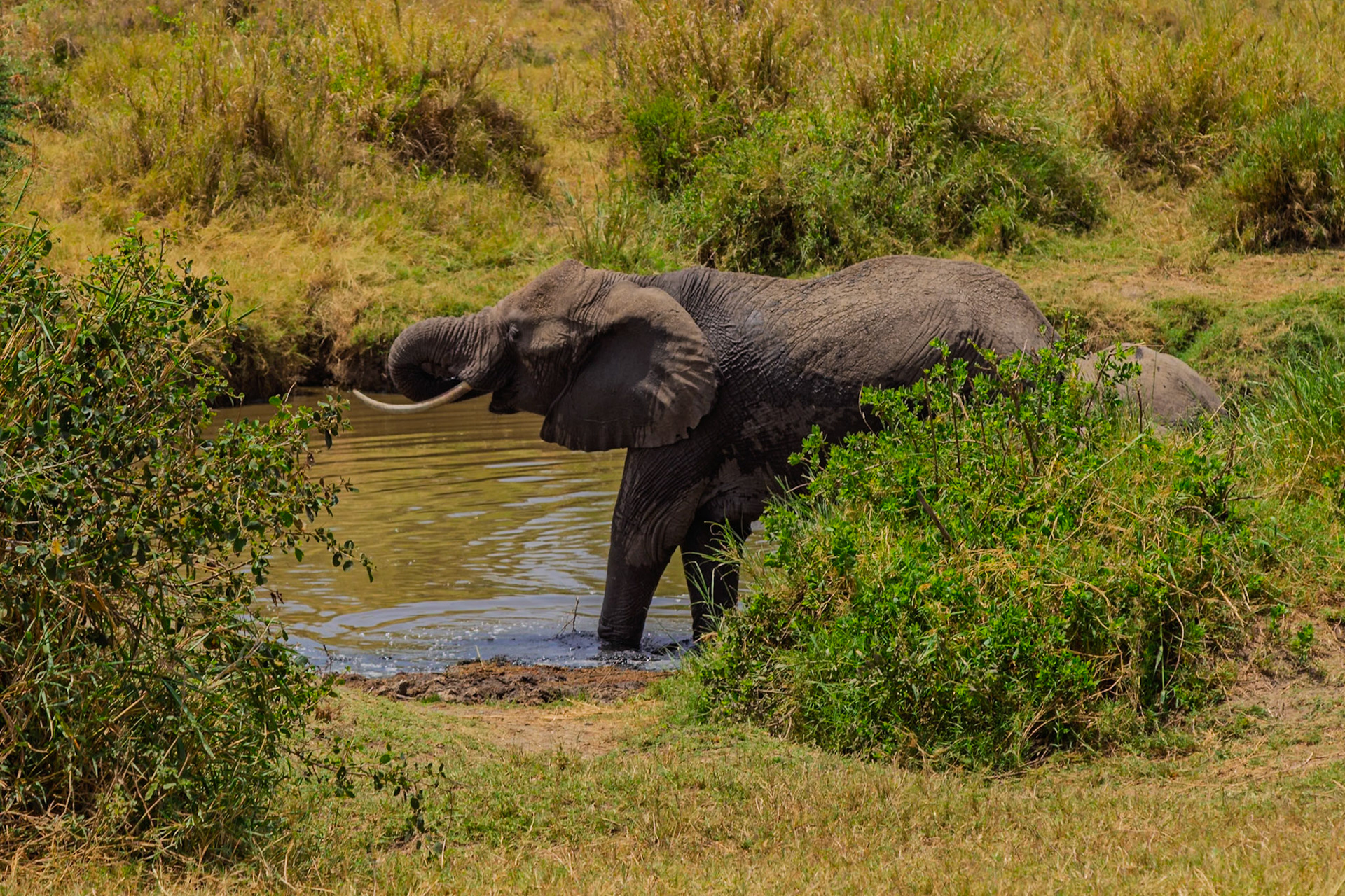 An elephant drinks water in Serengeti National Park, Tanzania. The elephant is quenching its thirst in the heat.