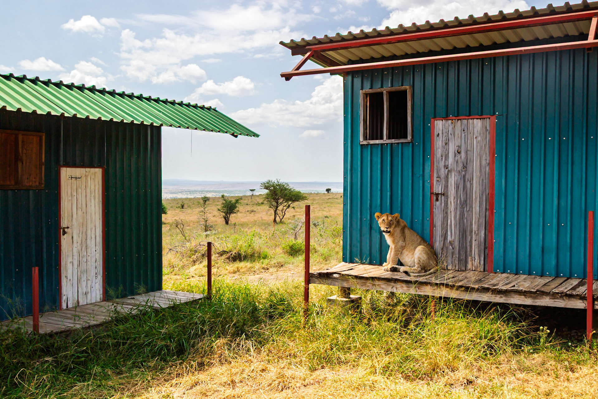 A lion sits on a porch in Serengeti National Park, Tanzania, seeking shade from the sun.