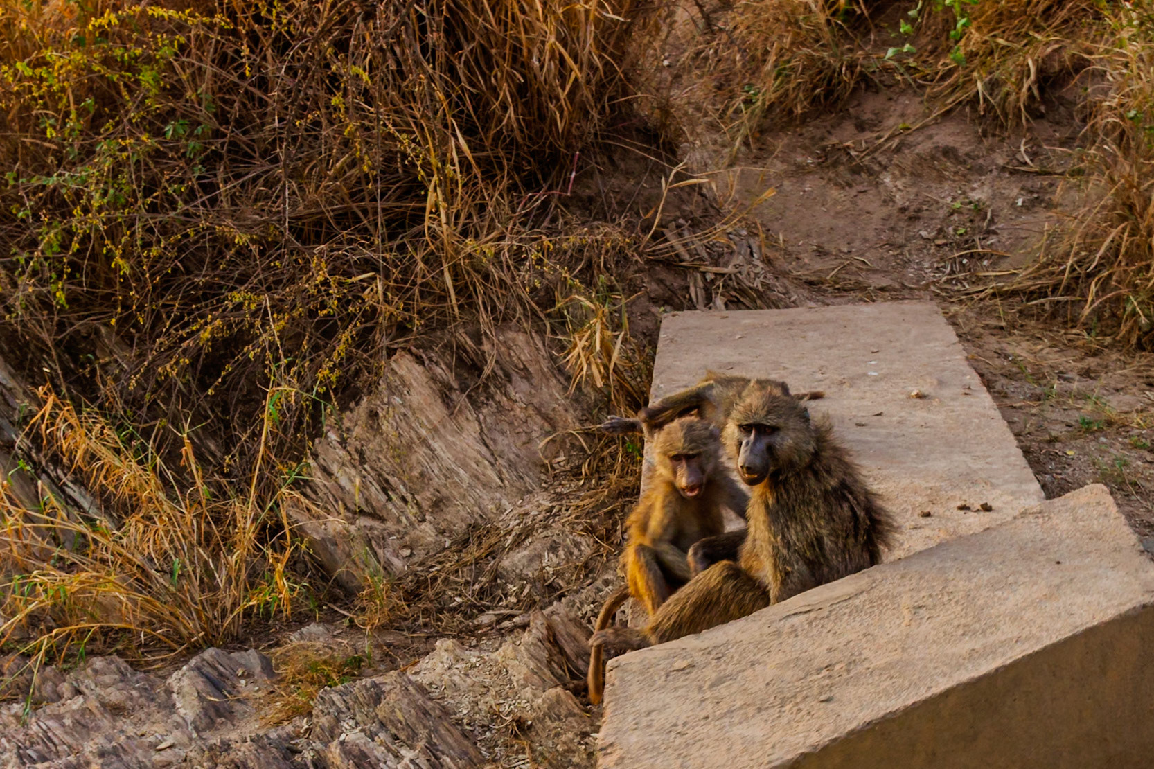 Two baboons are sitting on a concrete structure in Serengeti National Park, Tanzania, observing their surroundings.