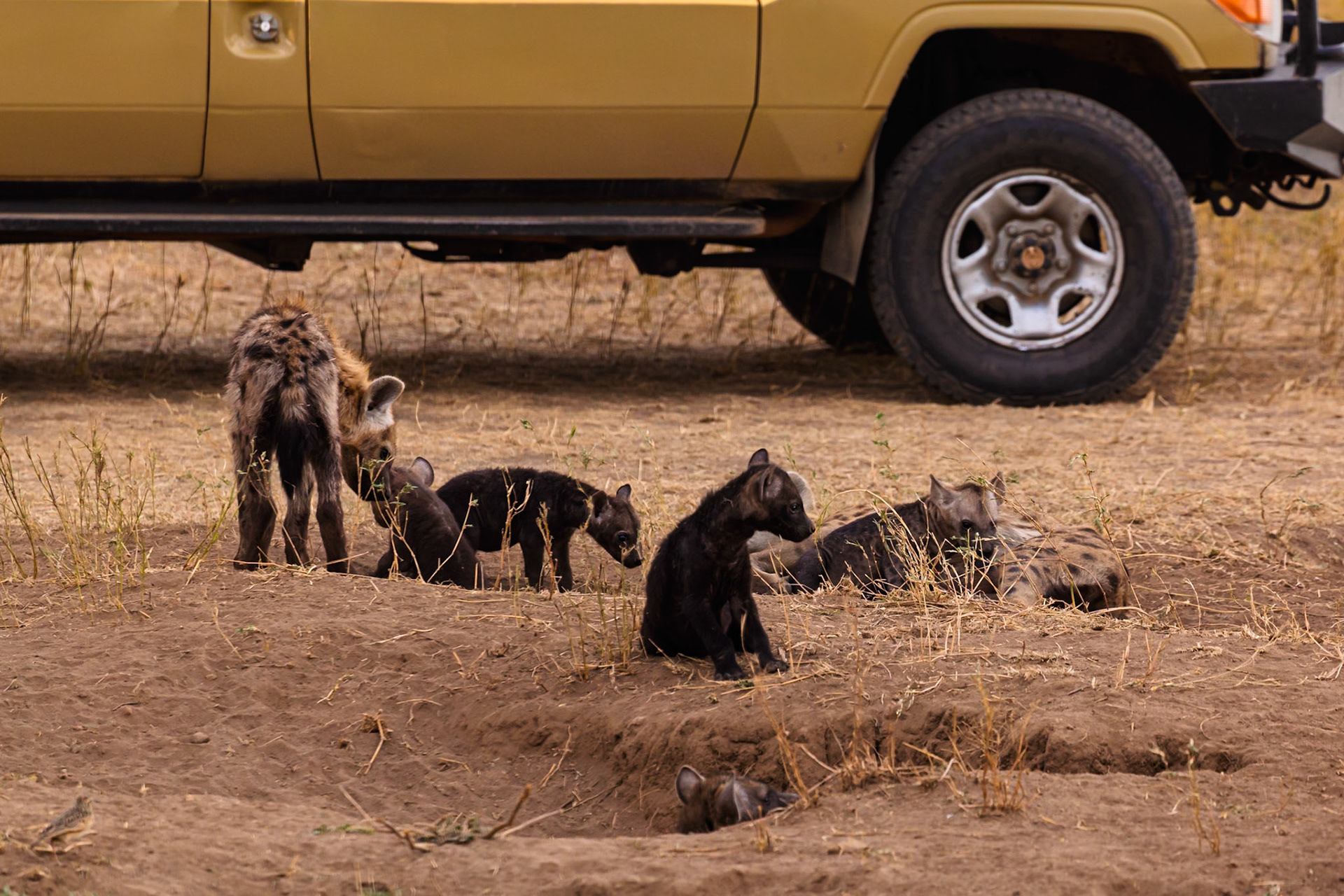 Hyena cubs explore their den in Tanzania's Serengeti National Park, near a safari vehicle, learning survival skills.