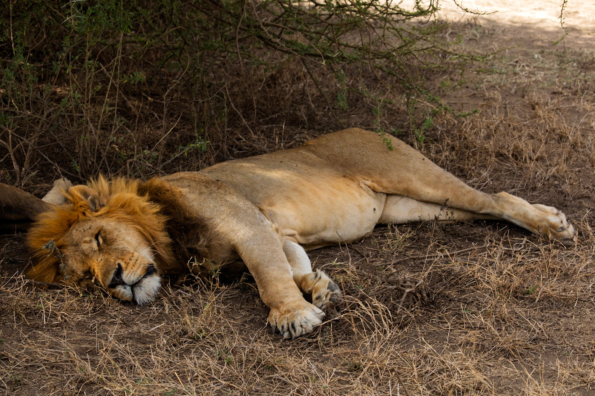 A male lion sleeps under a tree in Serengeti National Park, Tanzania. Lions sleep up to 20 hours a day to conserve energy.