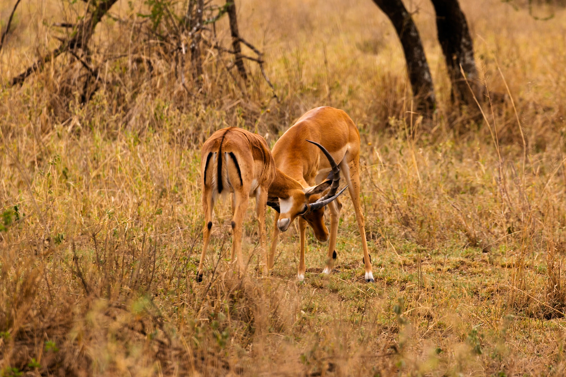 Two male Impala lock horns in a dominance display in Serengeti National Park, Tanzania.