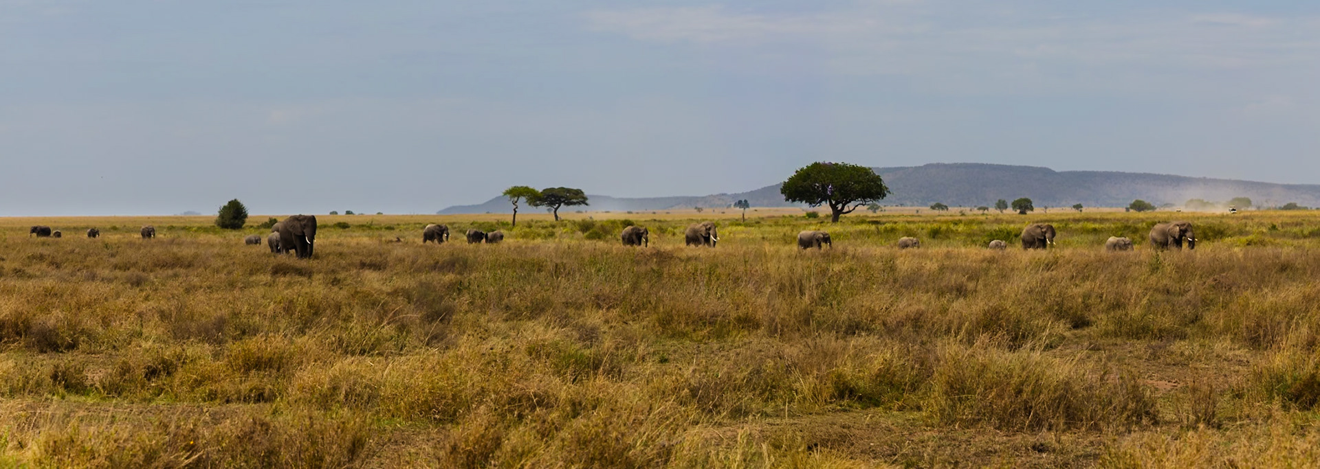 A herd of elephants roam the Serengeti National Park in Tanzania, grazing and moving across the golden savanna.