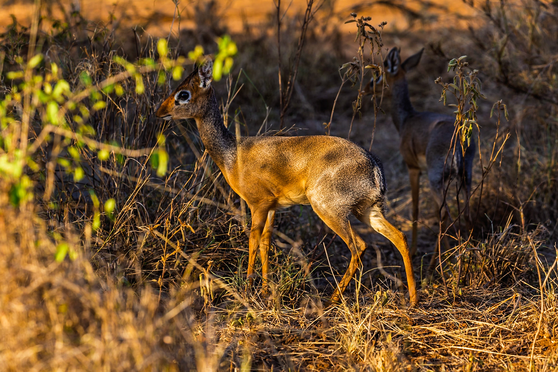 Two Dik-diks are foraging for food in the Serengeti National Park, Tanzania. They are looking for food in the brush.