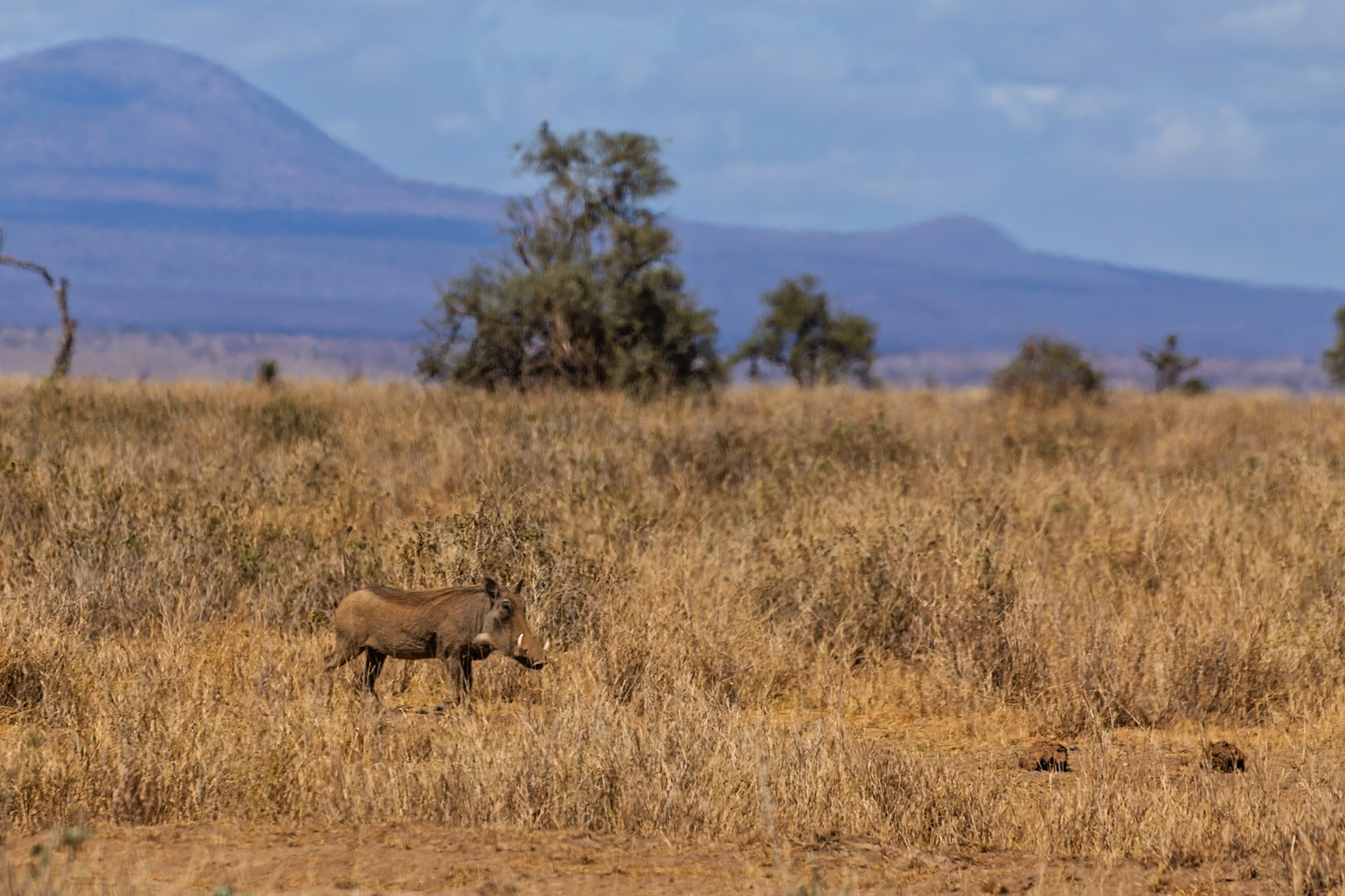 A warthog forages for food in the tall grasses of Kenya's Amboseli National Park.