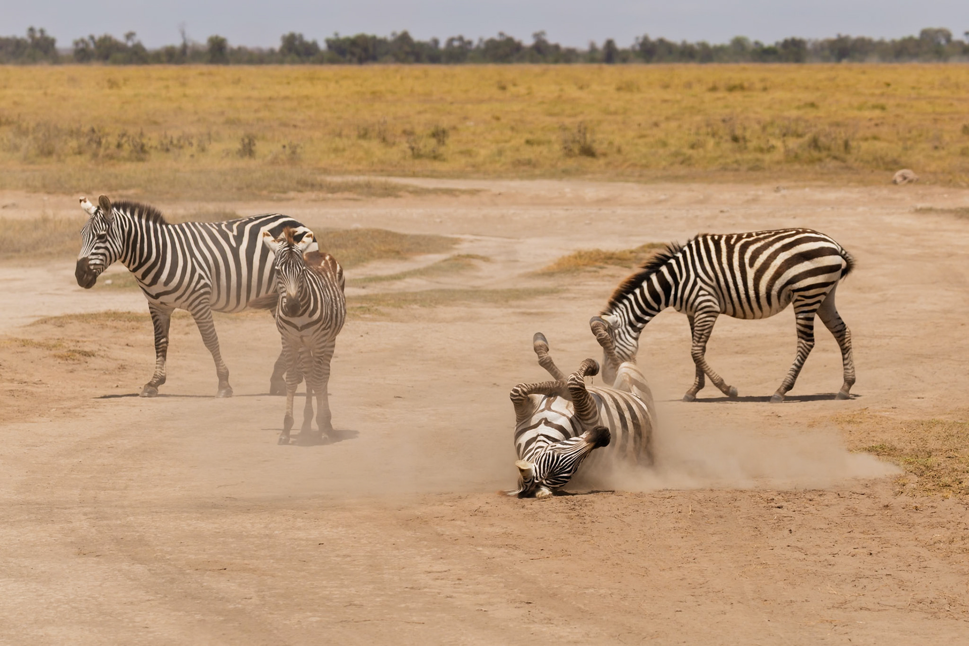 Zebras in Amboseli National Park, Kenya. One zebra rolls in the dust, possibly to remove parasites or cool off.