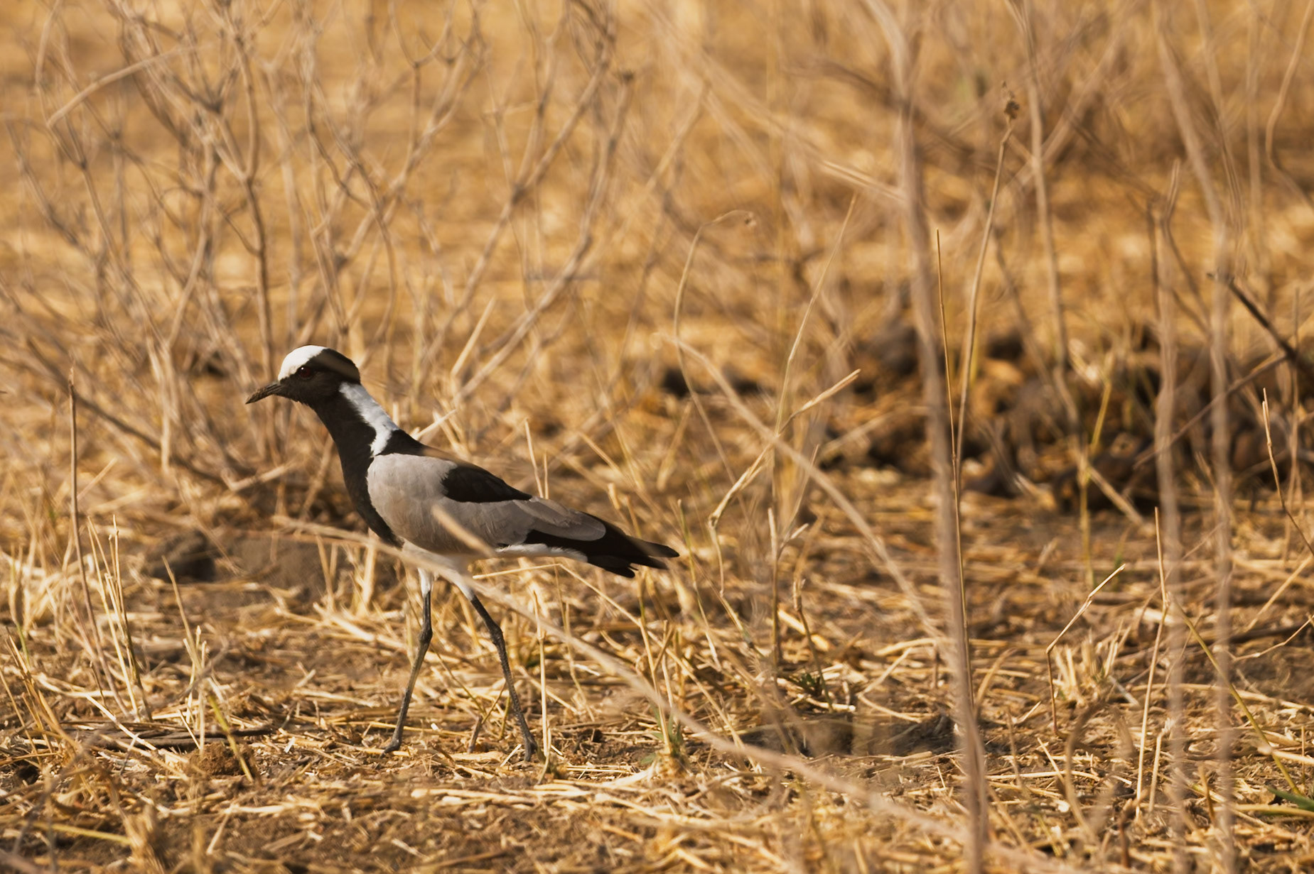A Blacksmith Lapwing forages in the dry grass of Tarangire National Park, Tanzania, seeking food in its natural habitat.