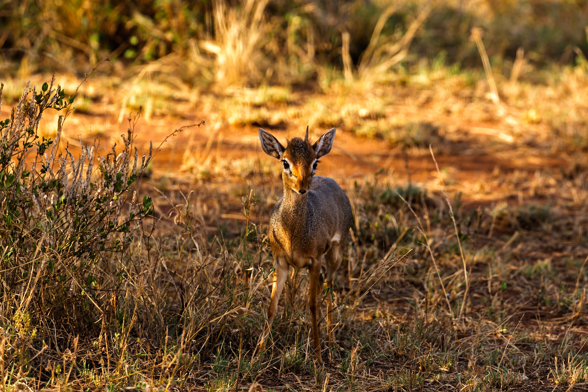 A Dik-dik stands alert in Serengeti National Park, Tanzania. These small antelopes are known for their shyness and quick movements.