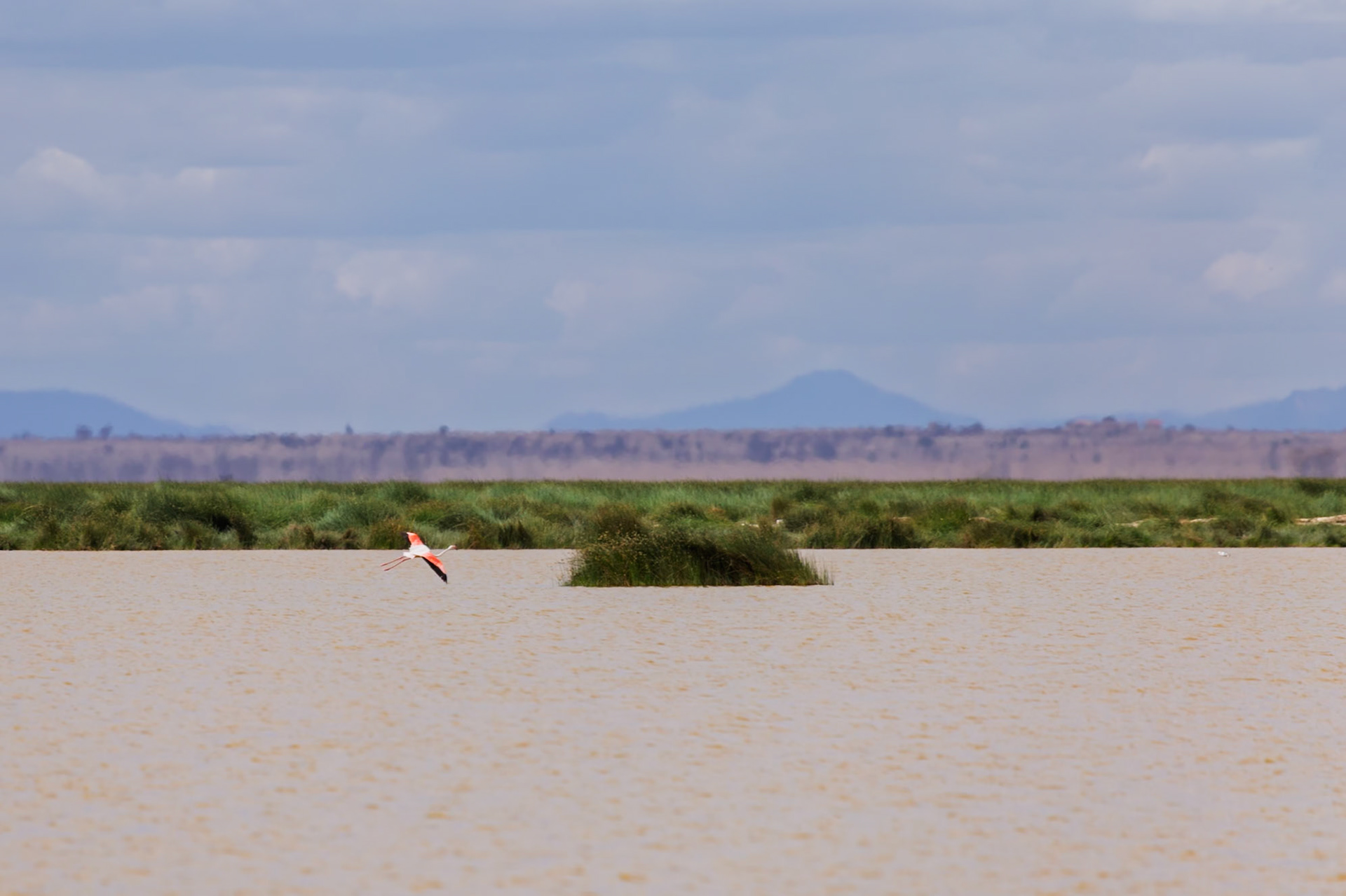 A flamingo flies over a lake in Kenya's Amboseli National Park, seeking food and a safe place to rest.