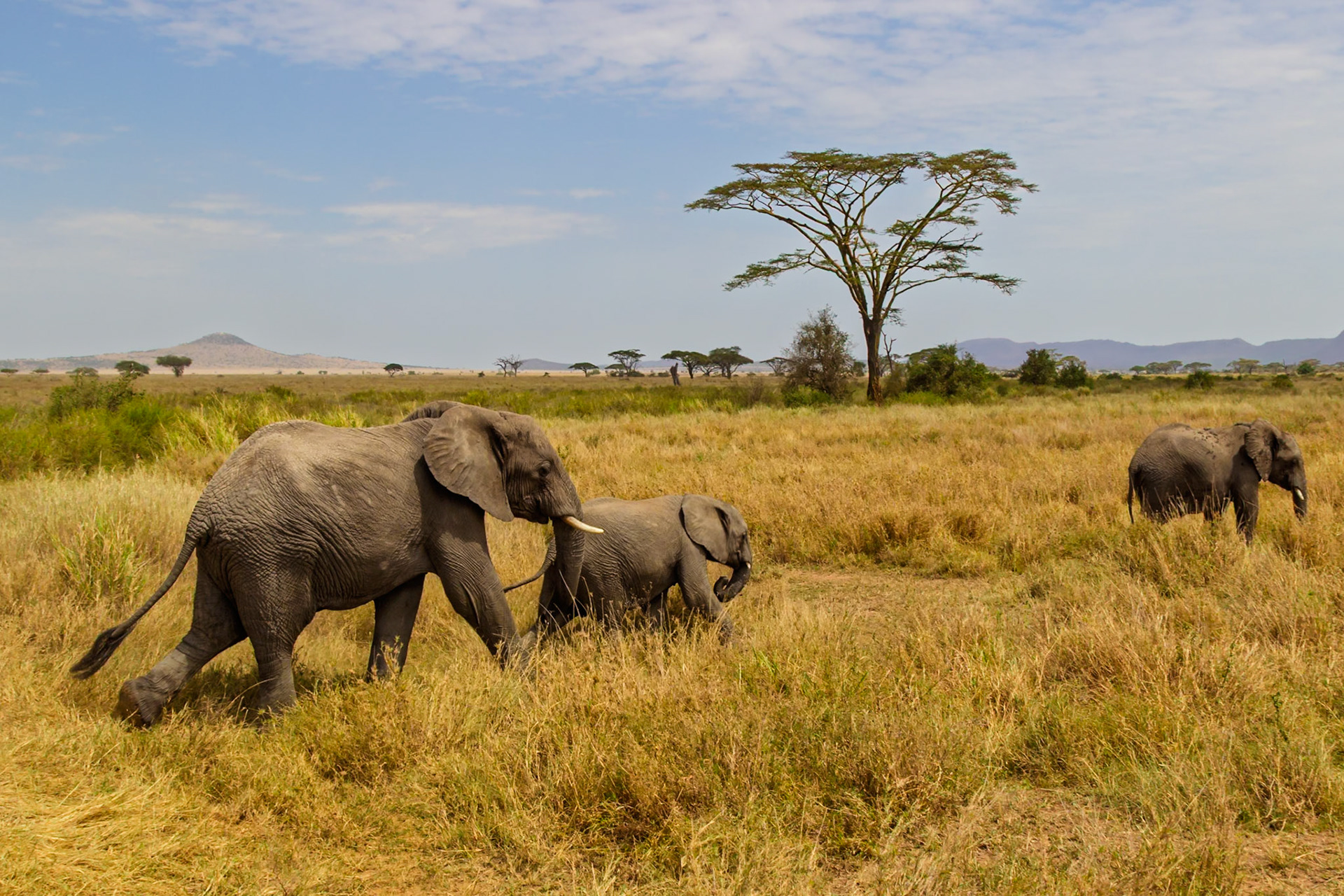 A family of elephants are walking through the tall grass in Serengeti National Park, Tanzania.