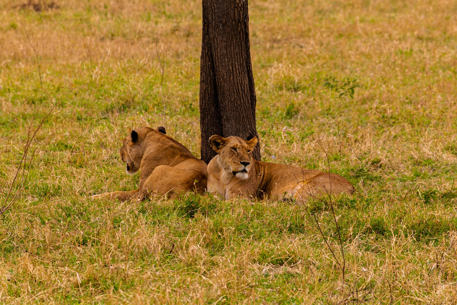 Two lionesses rest in the shade of a tree in Tanzania's Serengeti National Park, seeking respite from the African sun.