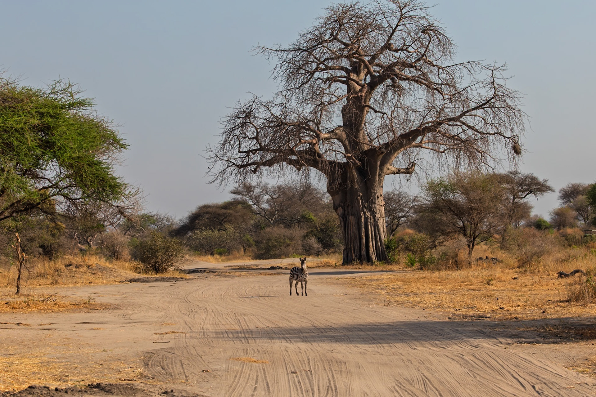 A zebra stands on a dirt road in Tarangire National Park, Tanzania, near a large baobab tree, observing its surroundings.