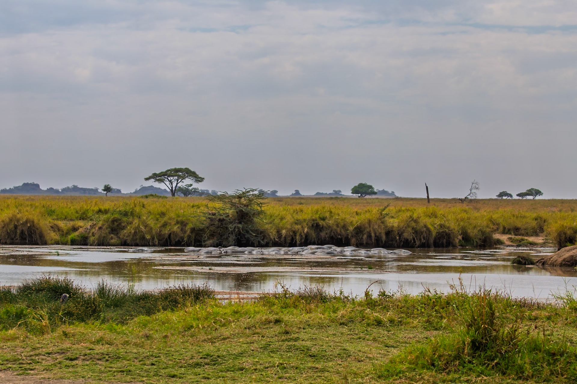 A pod of hippos wallow in a watering hole to stay cool in Serengeti National Park, Tanzania.