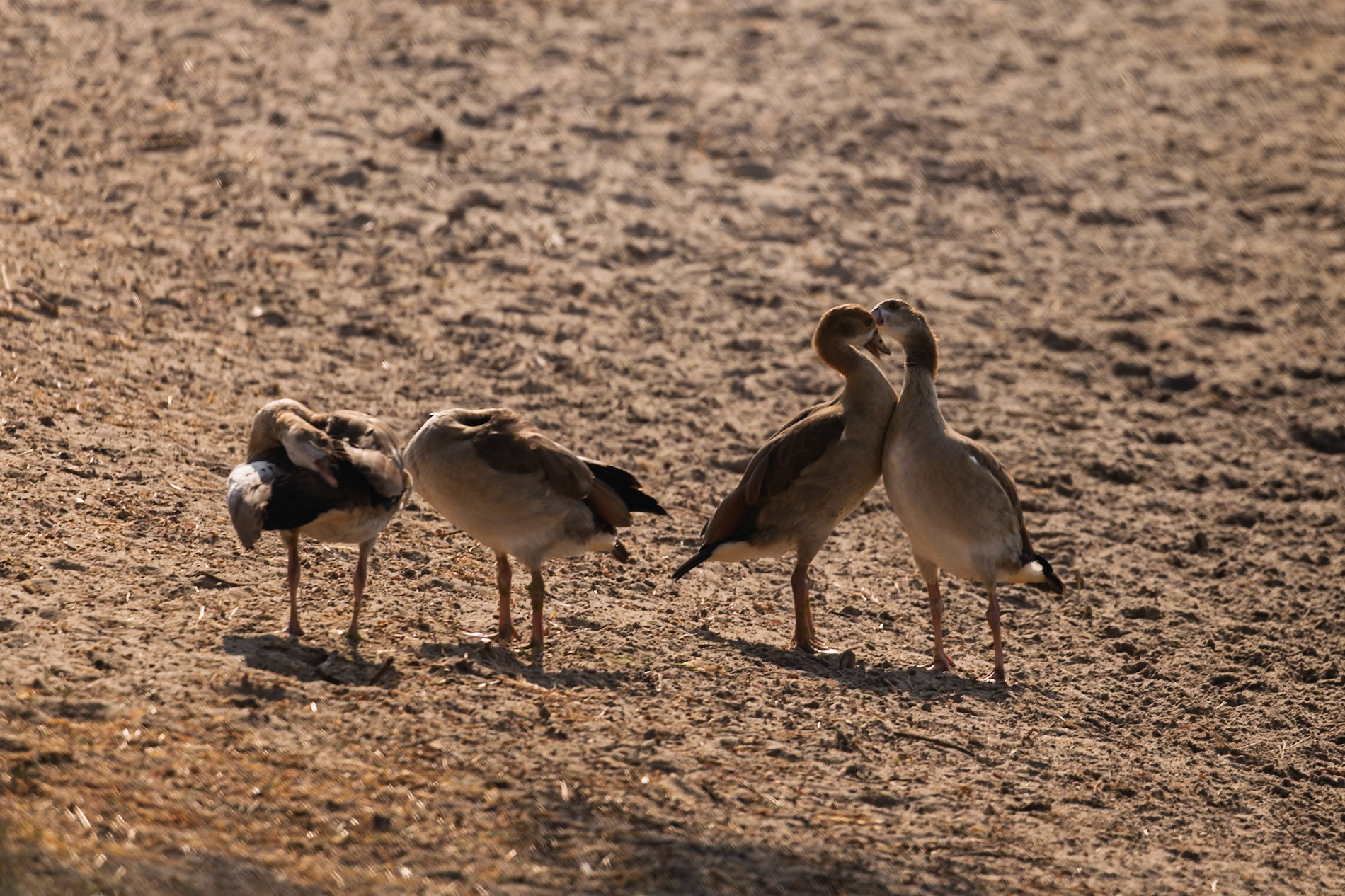 Egyptian Geese in Tarangire National Park, Tanzania: a pair nuzzles affectionately while two others preen on the sandy ground.