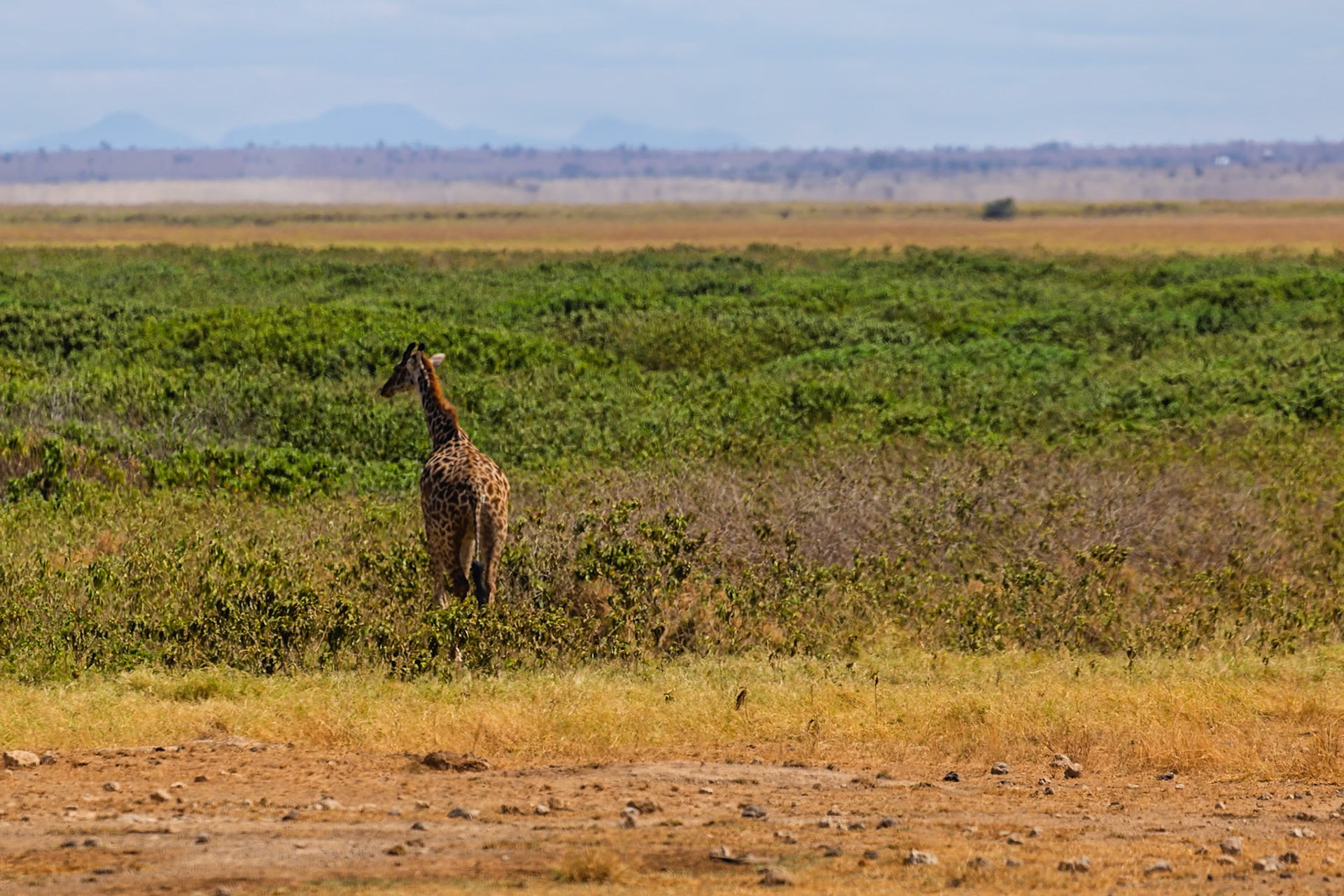 A giraffe is walking through the brush in Amboseli National Park, Kenya, looking for food.