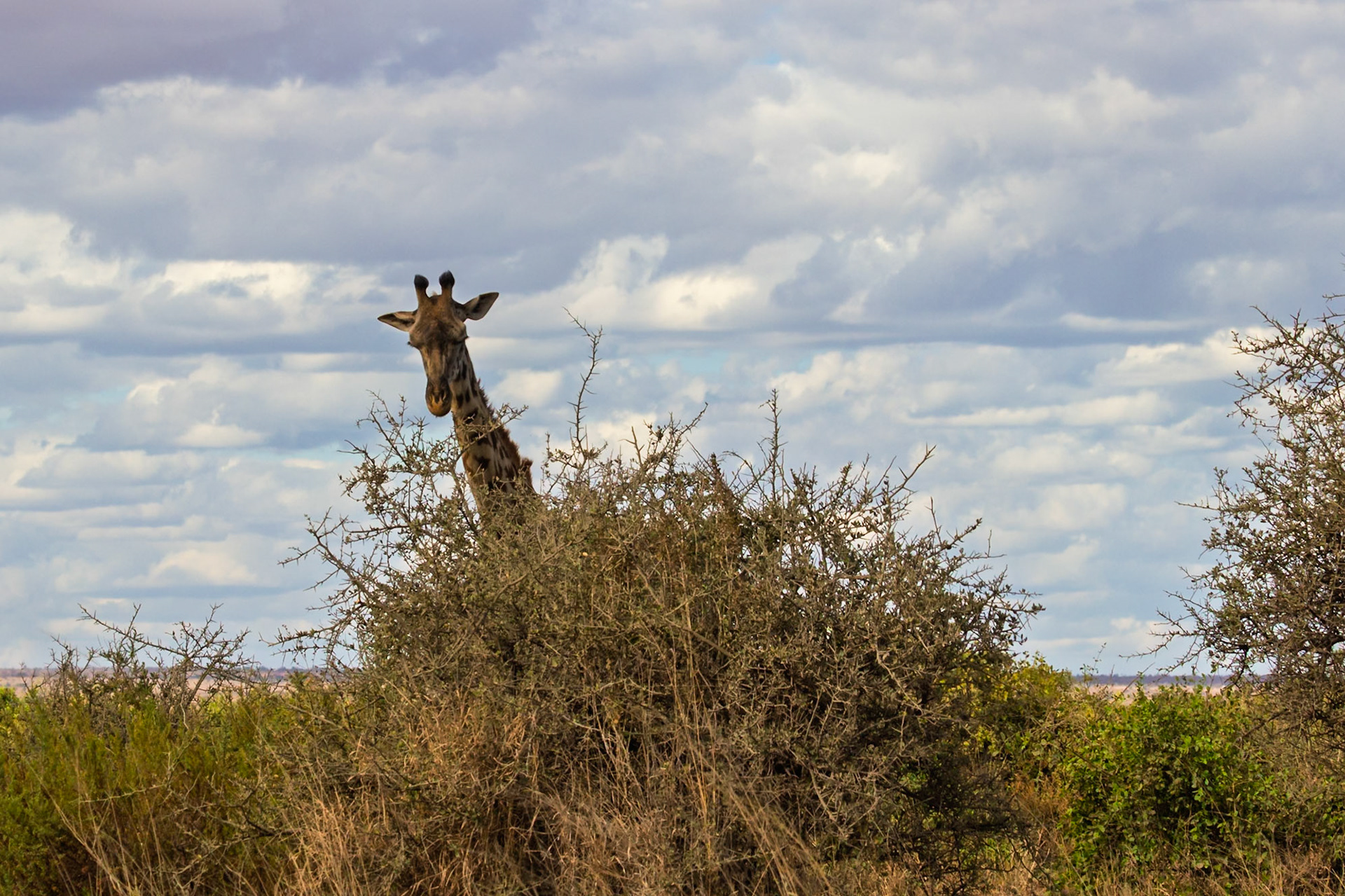 A giraffe peeks over a bush in Kenya's Amboseli National Park, showcasing its height advantage for spotting predators.