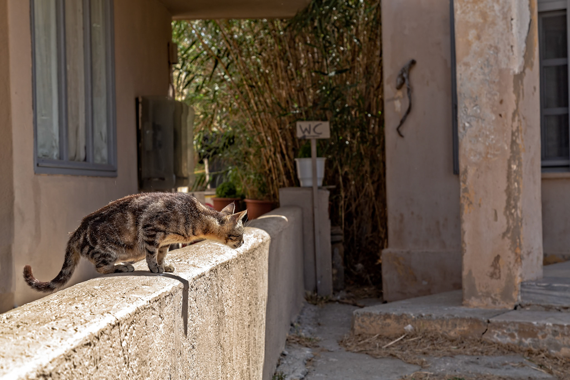Delos, Greece - May 22nd 2018: A tabby cat cautiously peers over a stone wall, perhaps hunting or exploring its surroundings in the ancient ruins.