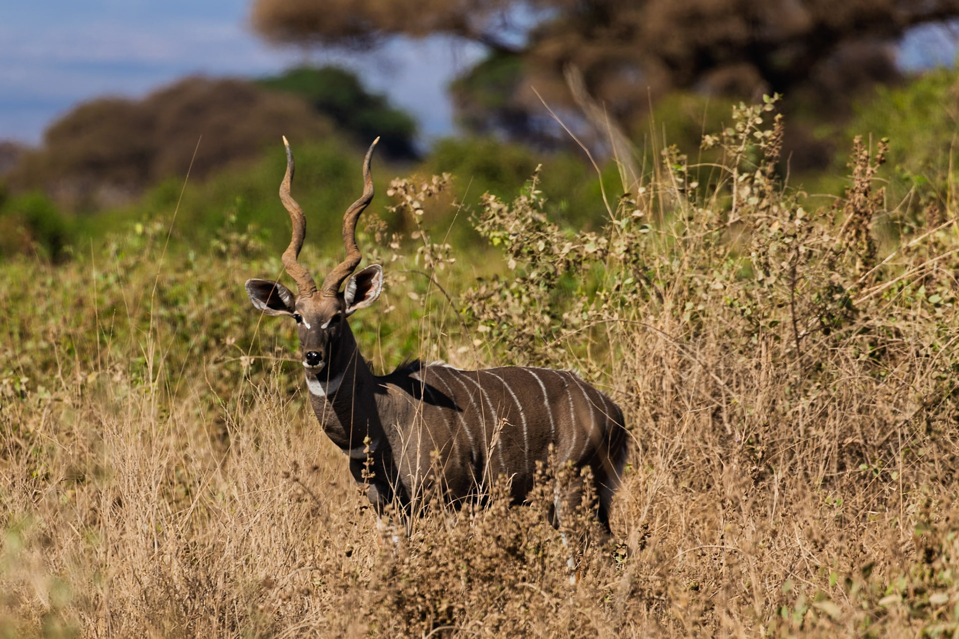 A male Kudu stands alert in Amboseli National Park, Kenya. The antelope blends with the dry grass, showcasing its natural camouflage.