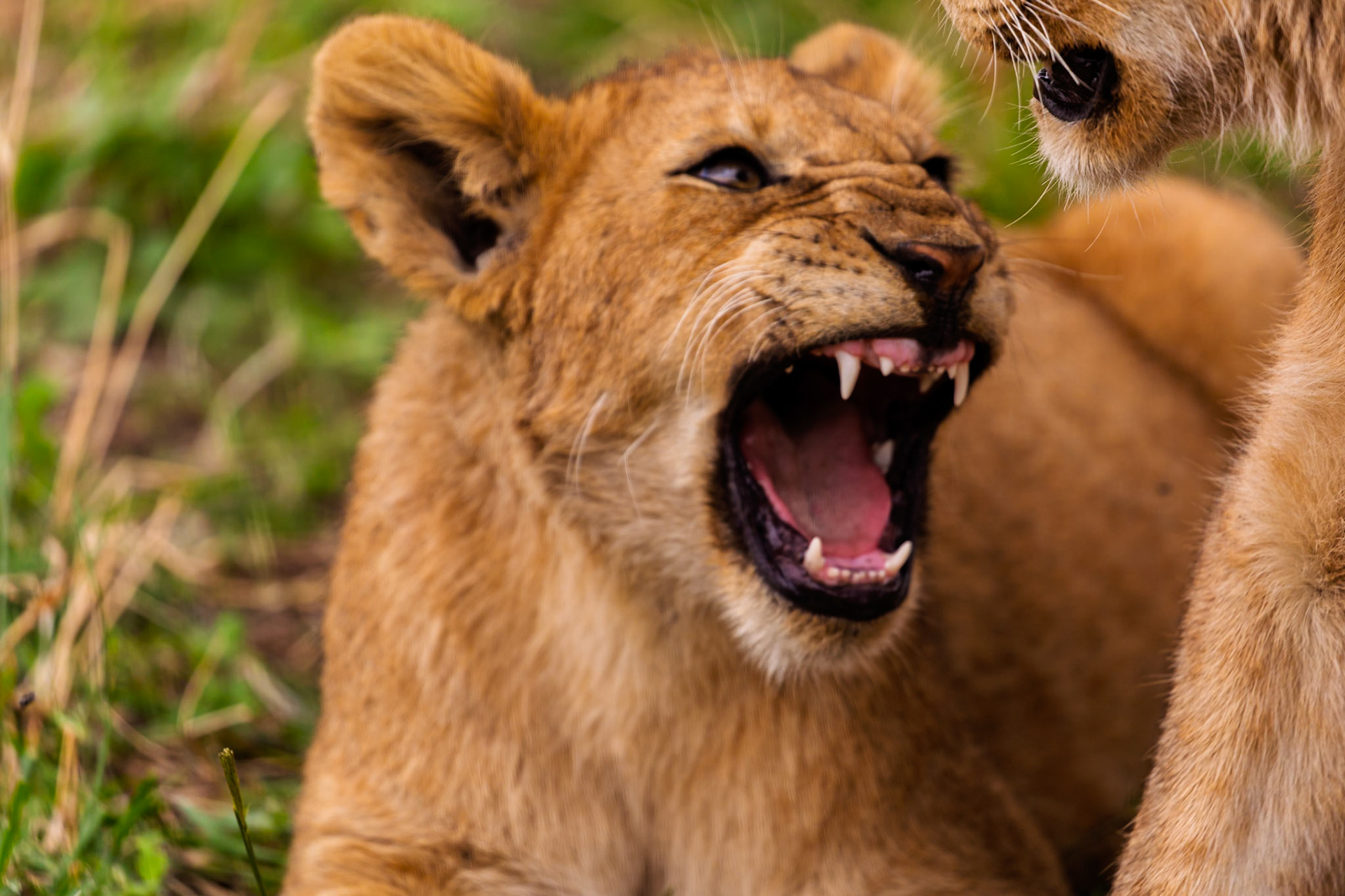 A lion cub snarls, showing its teeth, likely during play in Serengeti National Park, Tanzania.
