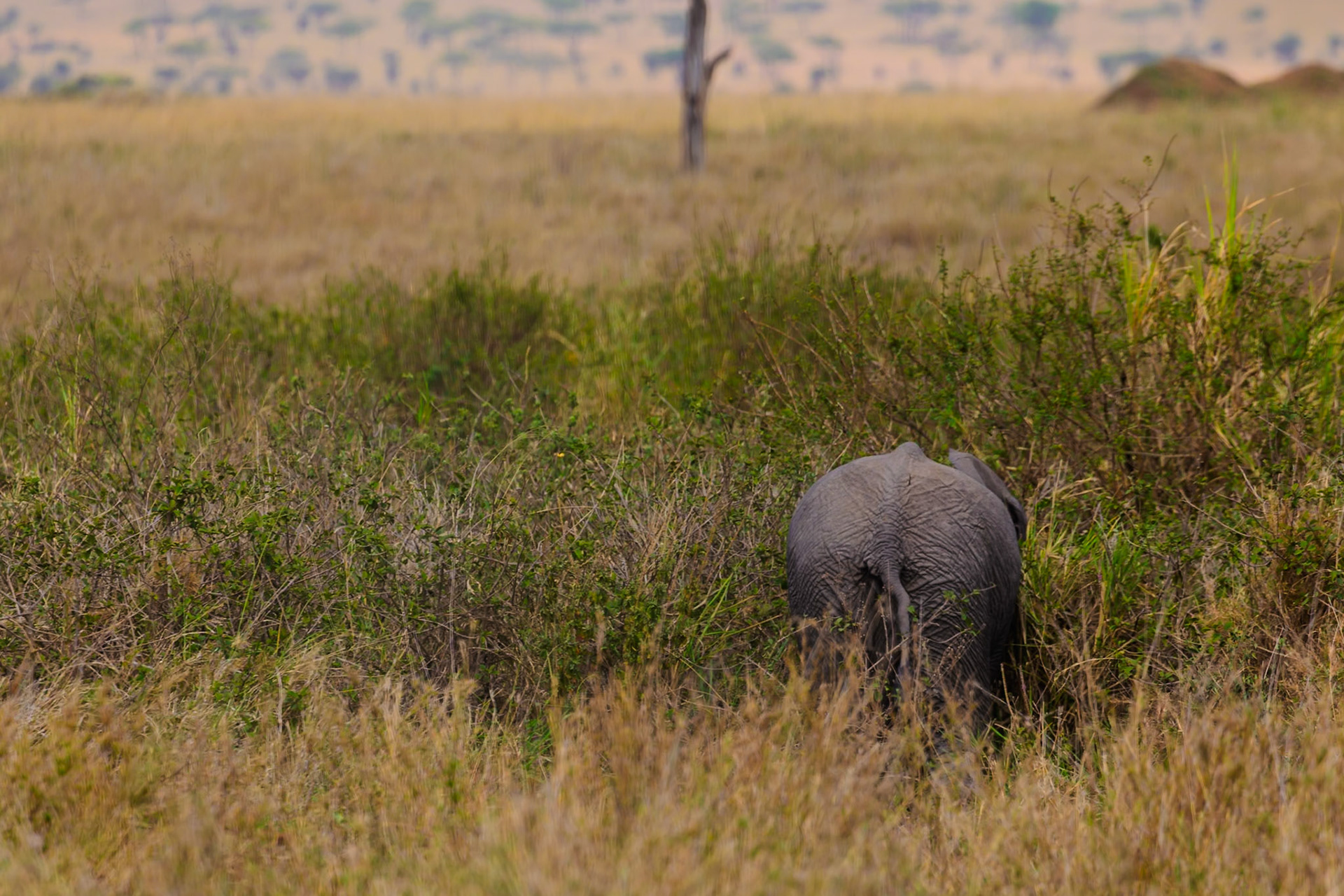 An elephant calf disappears into the brush in Tanzania's Serengeti National Park, foraging for food.