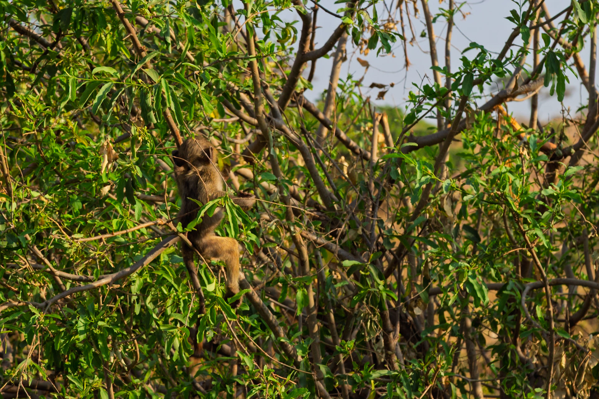 A baboon sits in a tree in Tarangire National Park, Tanzania, likely foraging for food or seeking shelter.