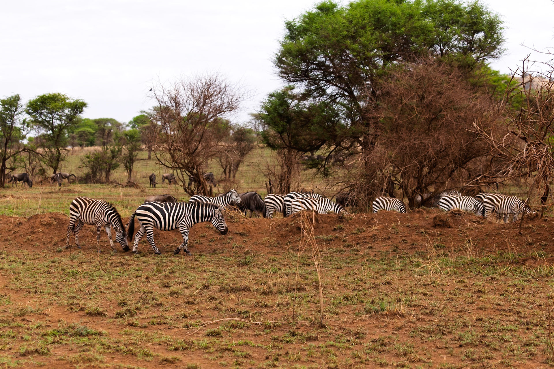 Zebras graze alongside wildebeest in Tanzania's Serengeti National Park, showcasing the region's diverse wildlife.