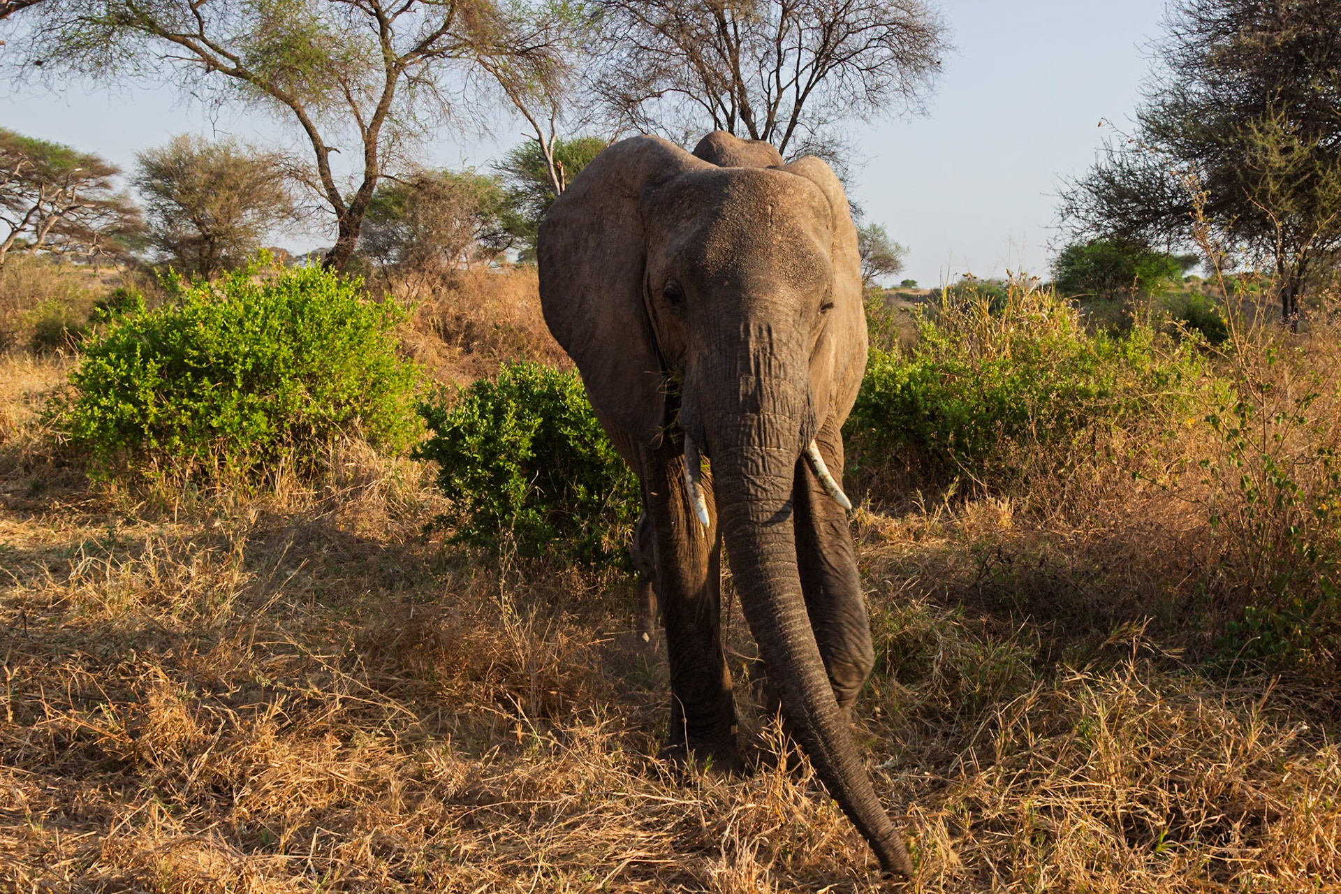 An elephant forages through dry grass and bushes in Tarangire National Park, Tanzania, seeking food.