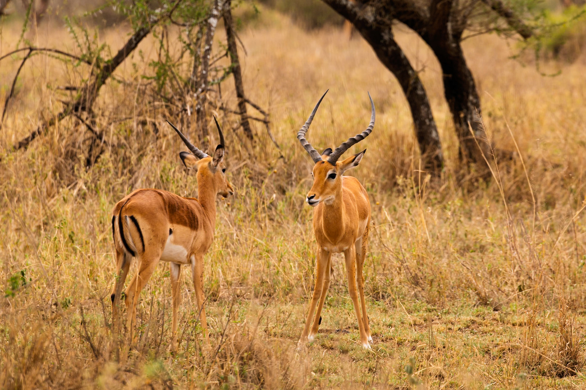 Two male impalas stand alert in Serengeti National Park, Tanzania, showcasing their horns in the tall, dry grass.