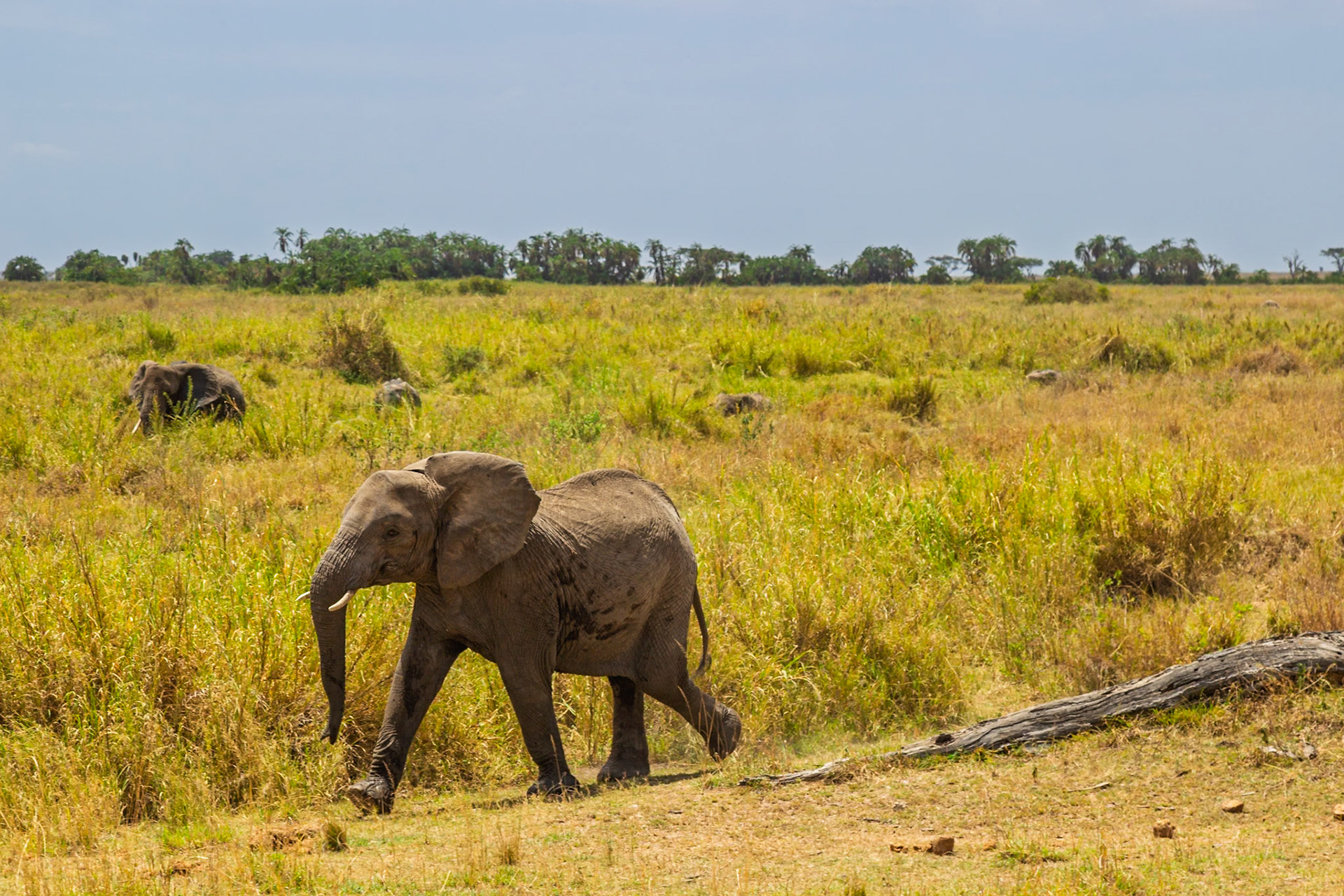 An elephant strides across the Serengeti National Park in Tanzania, foraging for food in the tall grasses.