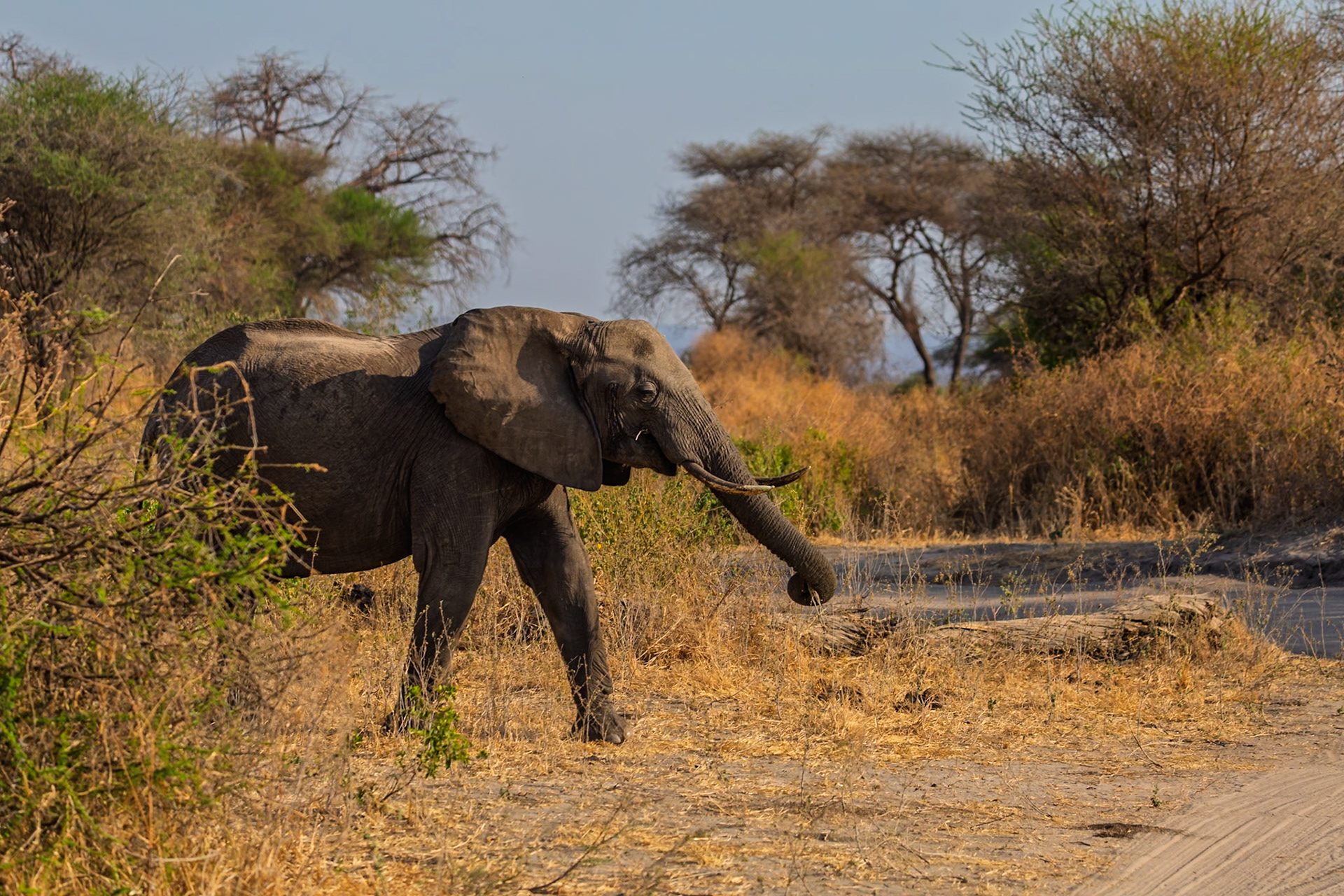 An elephant forages for food in Tarangire National Park, Tanzania. It uses its trunk to find vegetation.
